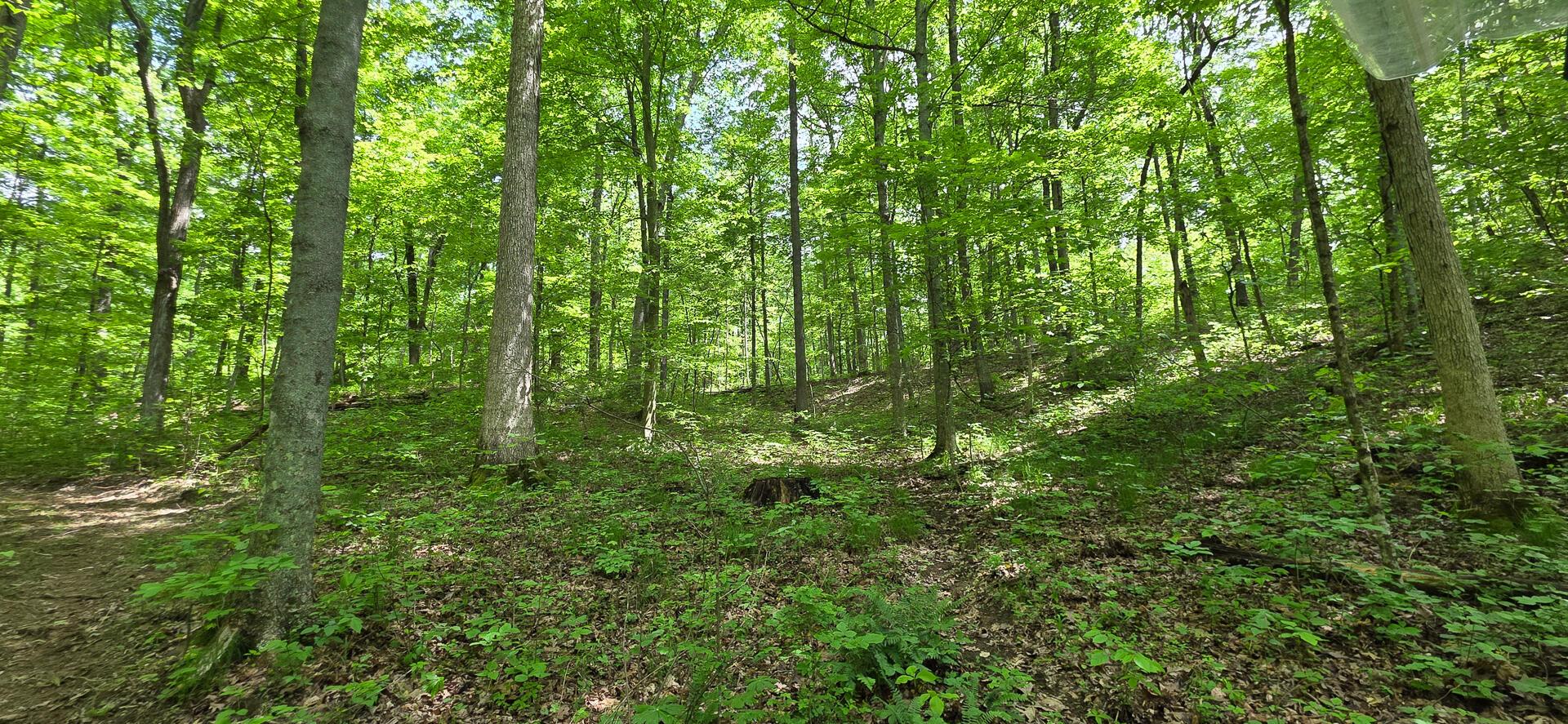 Edmudson Road #TRACT 1 PHASE 2 BIG TIMBE, Langsville, Ohio image 5