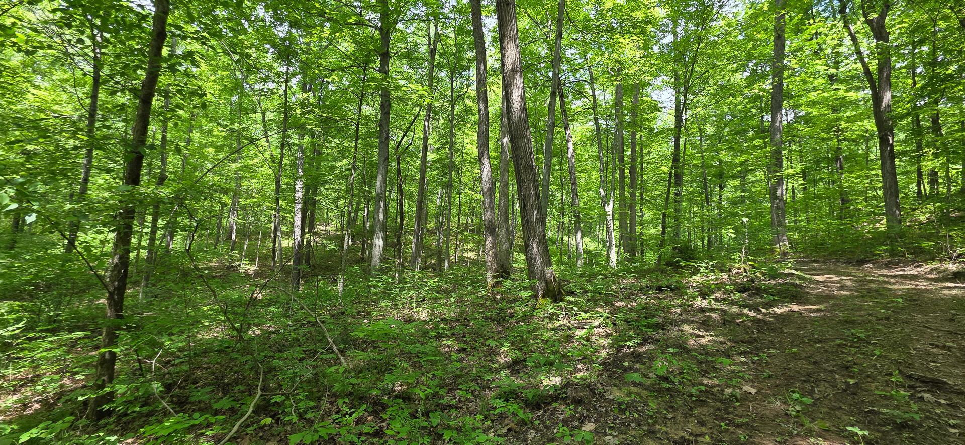 Edmudson Road #TRACT 1 PHASE 2 BIG TIMBE, Langsville, Ohio image 29