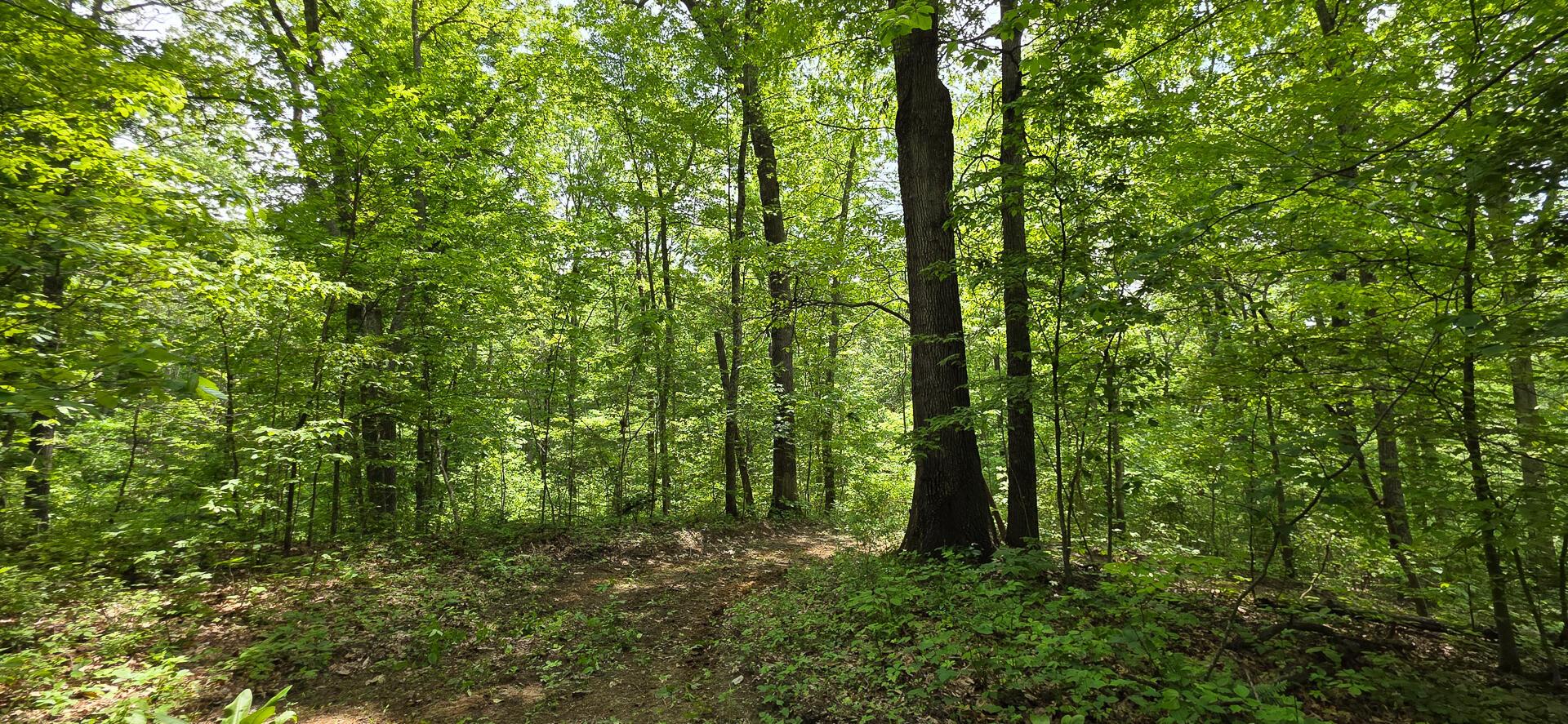 Edmudson Road #TRACT 1 PHASE 2 BIG TIMBE, Langsville, Ohio image 39