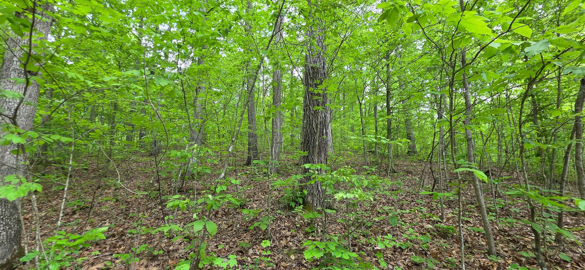 Edmudson Road #TRACT 1 PHASE 2 BIG TIMBE, Langsville, Ohio image 20