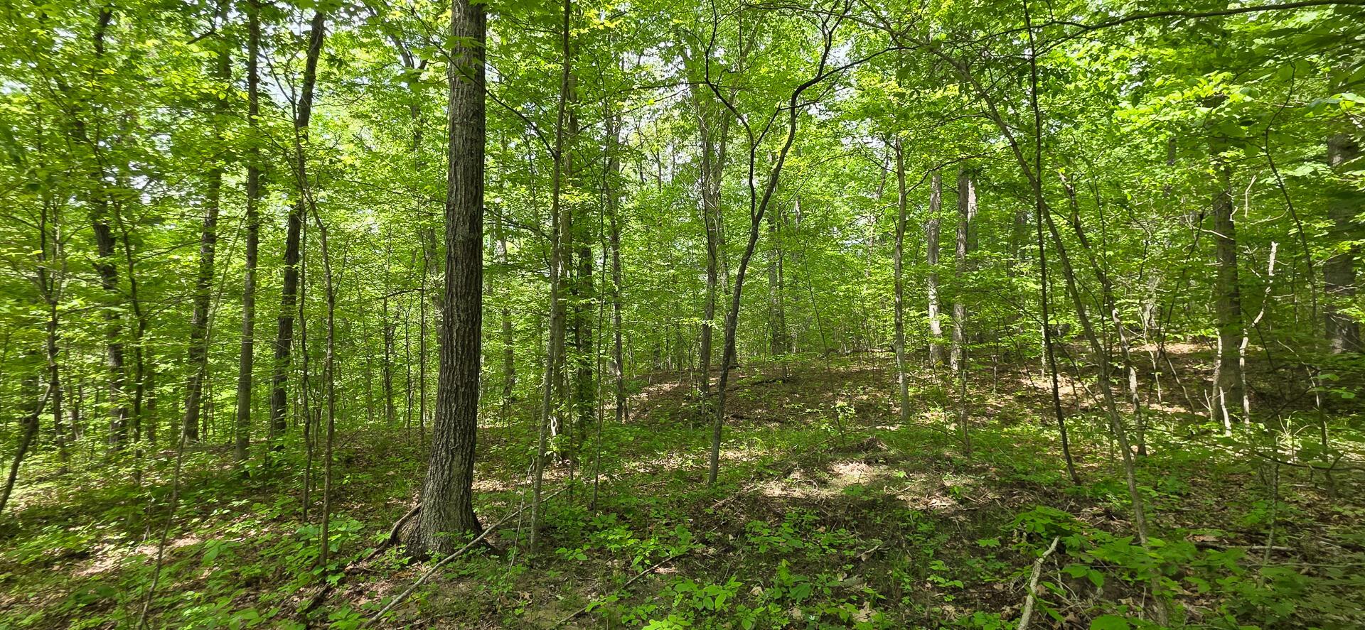 Edmudson Road #TRACT 1 PHASE 2 BIG TIMBE, Langsville, Ohio image 38