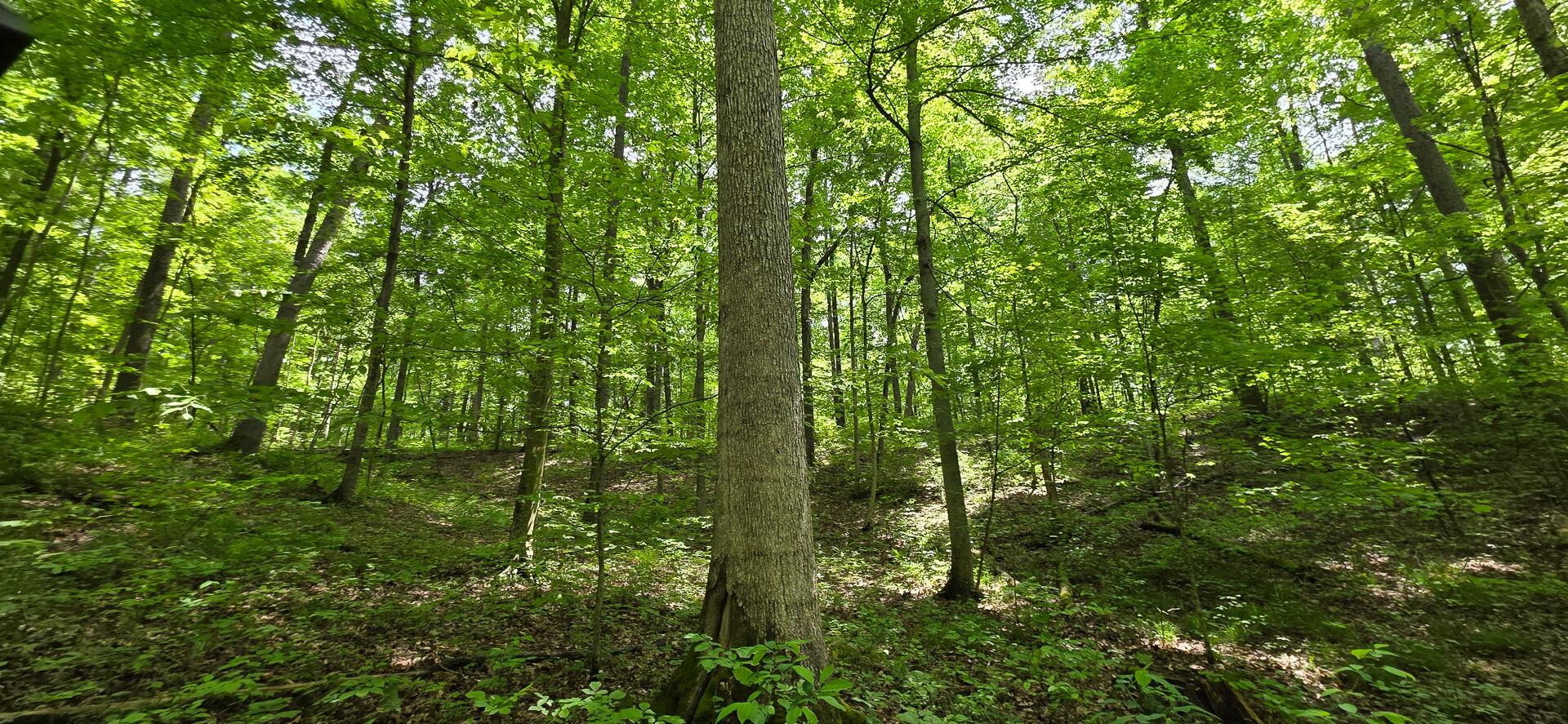 Edmudson Road #TRACT 1 PHASE 2 BIG TIMBE, Langsville, Ohio image 7