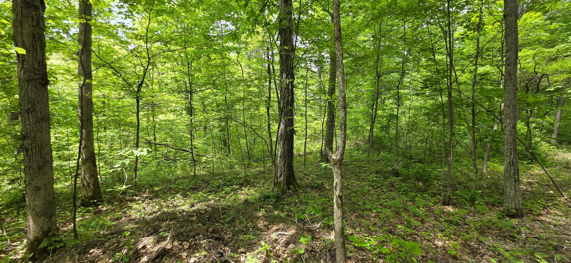 Edmudson Road #TRACT 1 PHASE 2 BIG TIMBE, Langsville, Ohio image 26