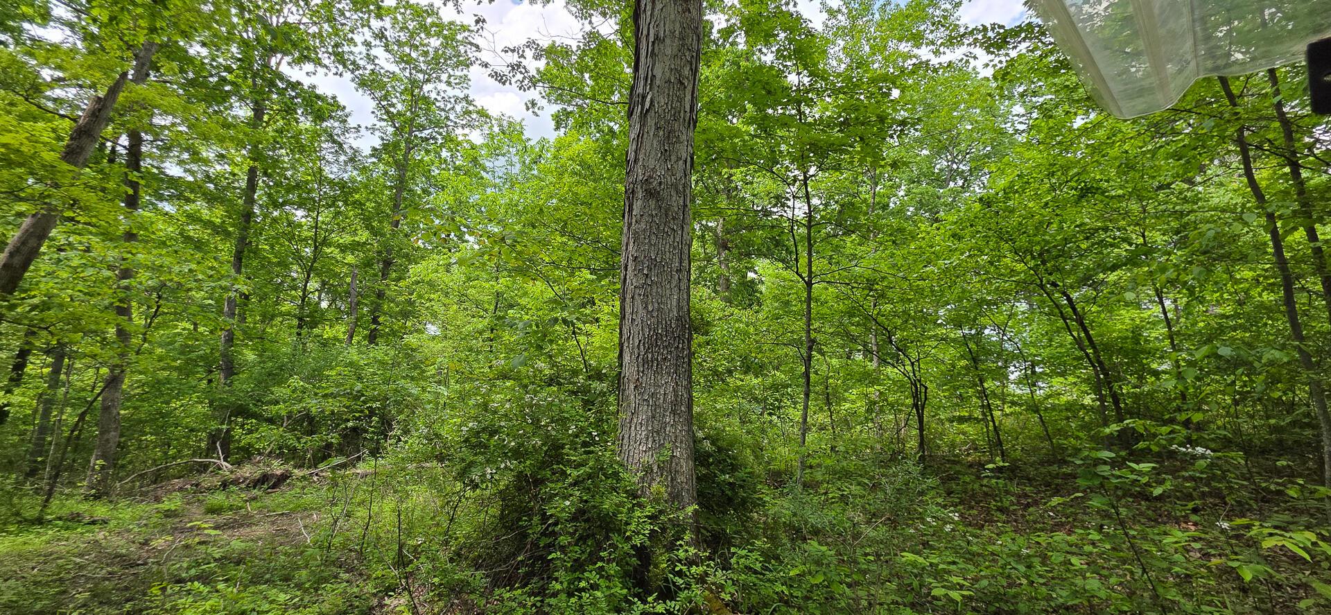 Edmudson Road #TRACT 1 PHASE 2 BIG TIMBE, Langsville, Ohio image 35