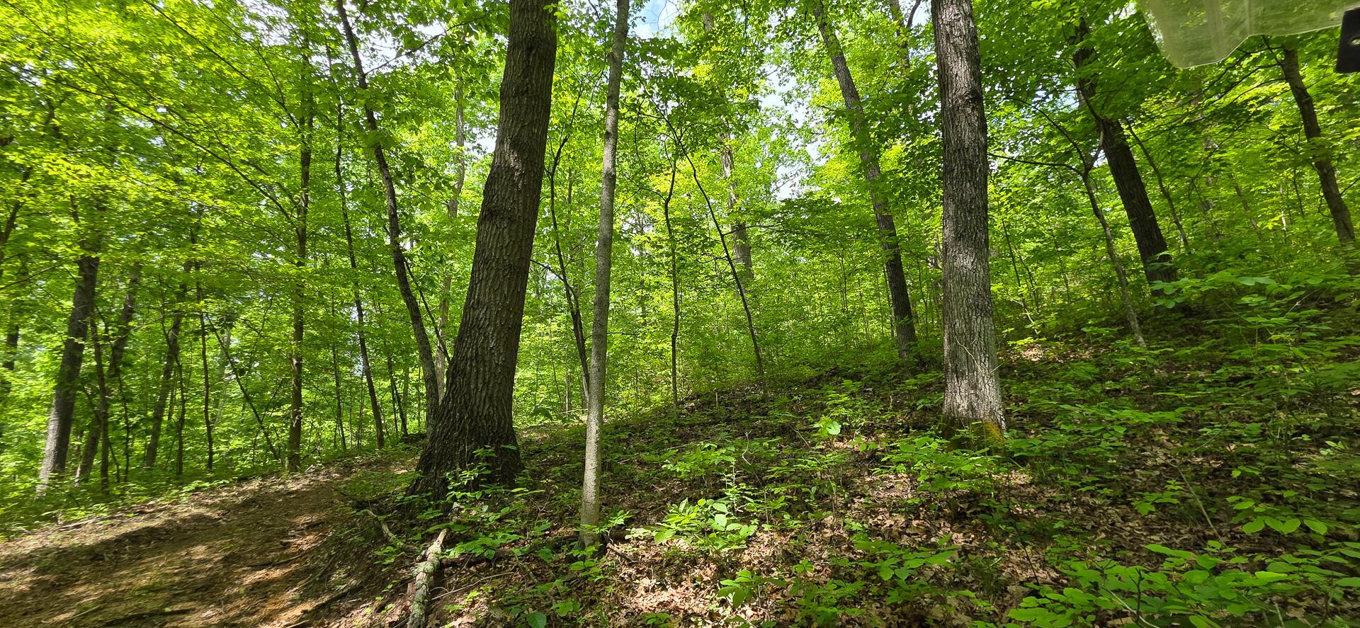 Edmudson Road #TRACT 1 PHASE 2 BIG TIMBE, Langsville, Ohio image 8