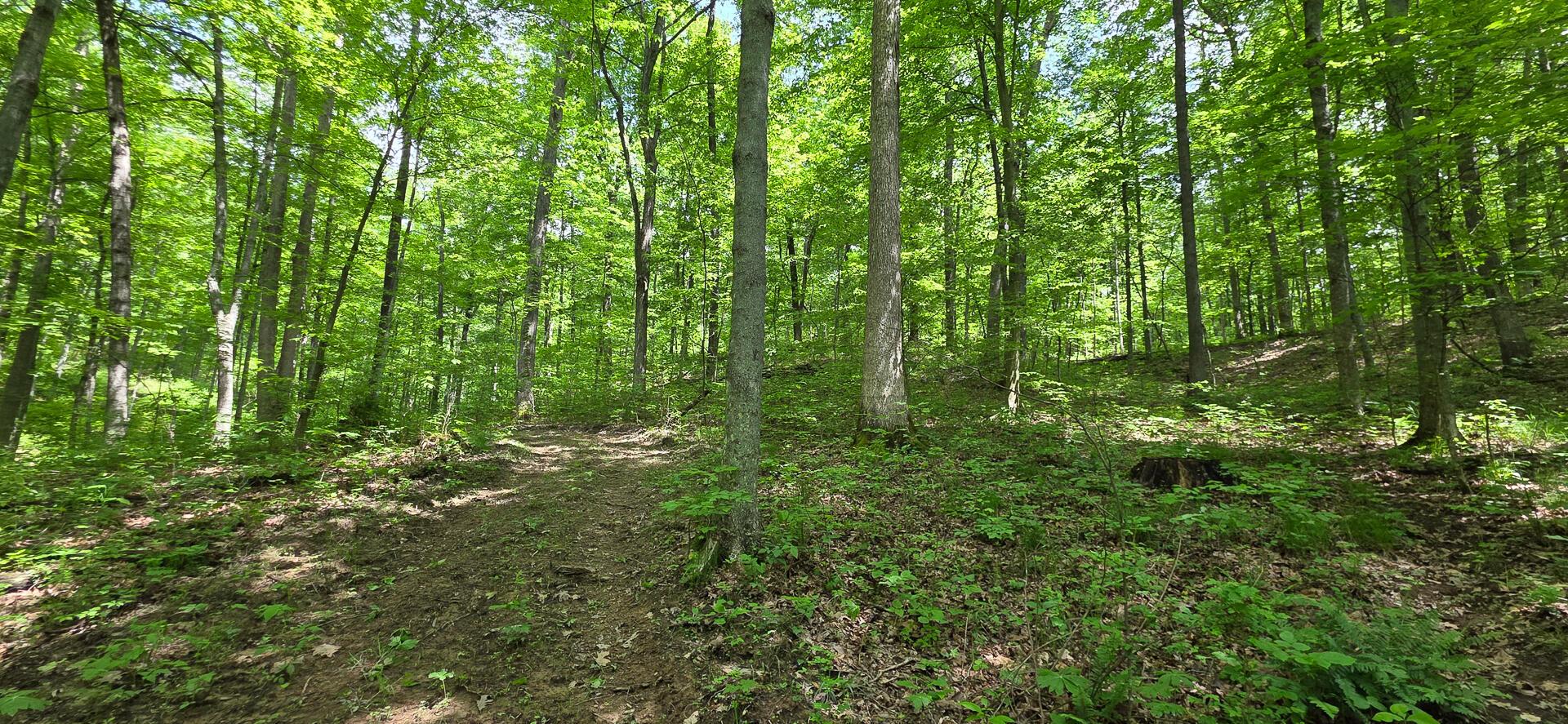 Edmudson Road #TRACT 1 PHASE 2 BIG TIMBE, Langsville, Ohio image 6