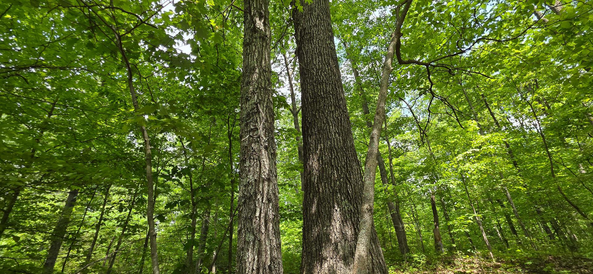 Edmudson Road #TRACT 1 PHASE 2 BIG TIMBE, Langsville, Ohio image 34