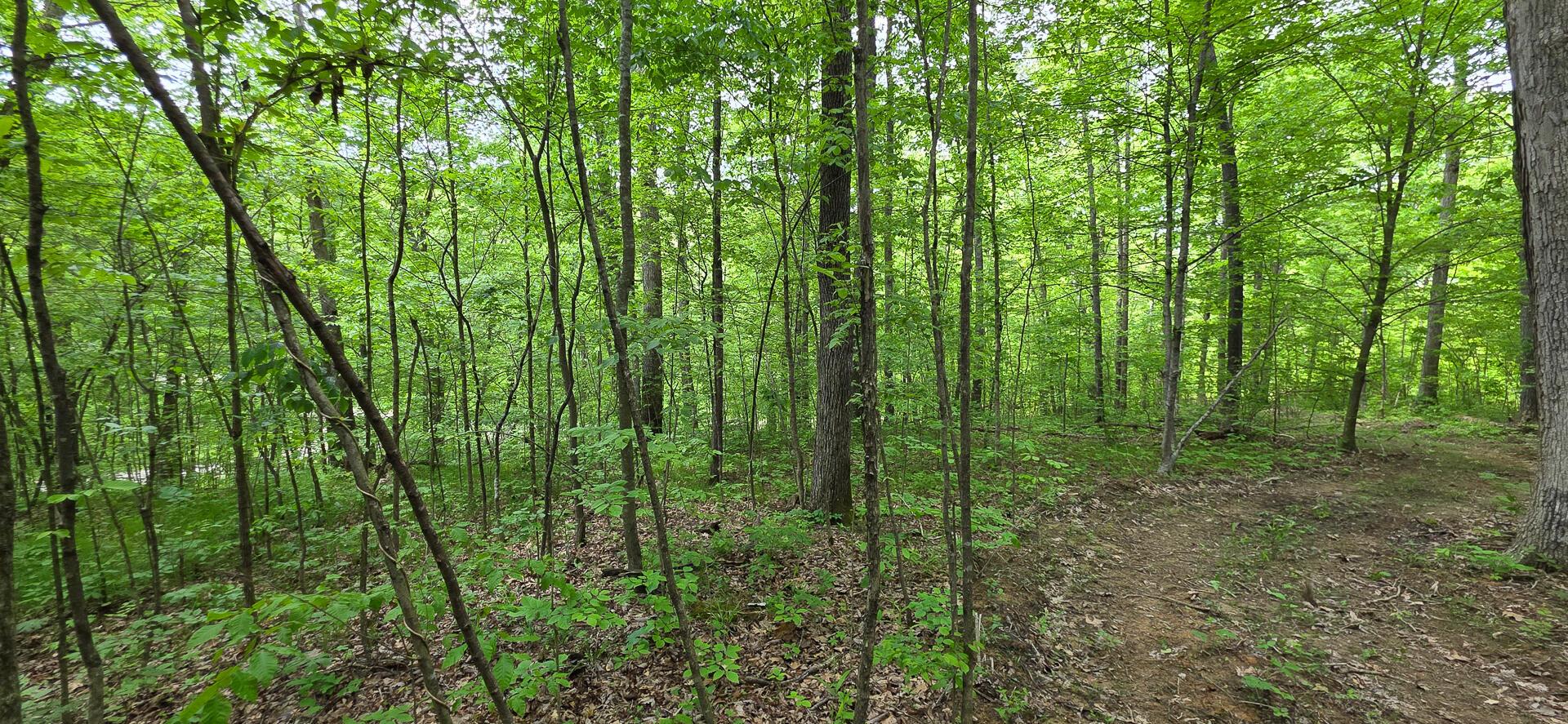 Edmudson Road #TRACT 1 PHASE 2 BIG TIMBE, Langsville, Ohio image 23