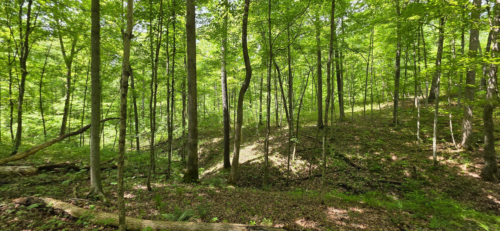 Edmudson Road #TRACT 1 PHASE 2 BIG TIMBE, Langsville, Ohio image 31