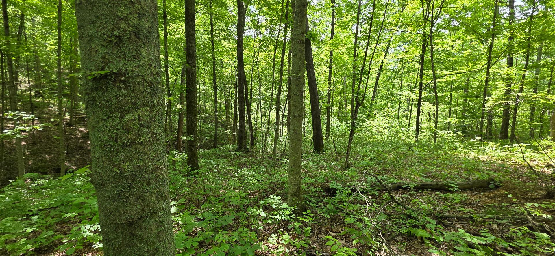 Edmudson Road #TRACT 1 PHASE 2 BIG TIMBE, Langsville, Ohio image 33