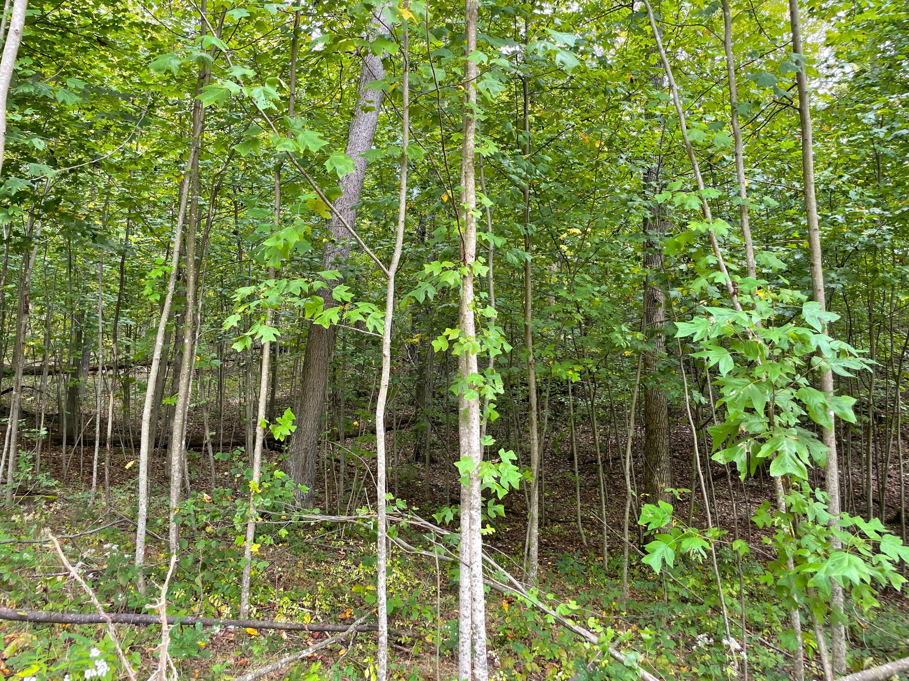 5762 Sr 781 #LOT 7, Peebles, Ohio image 18