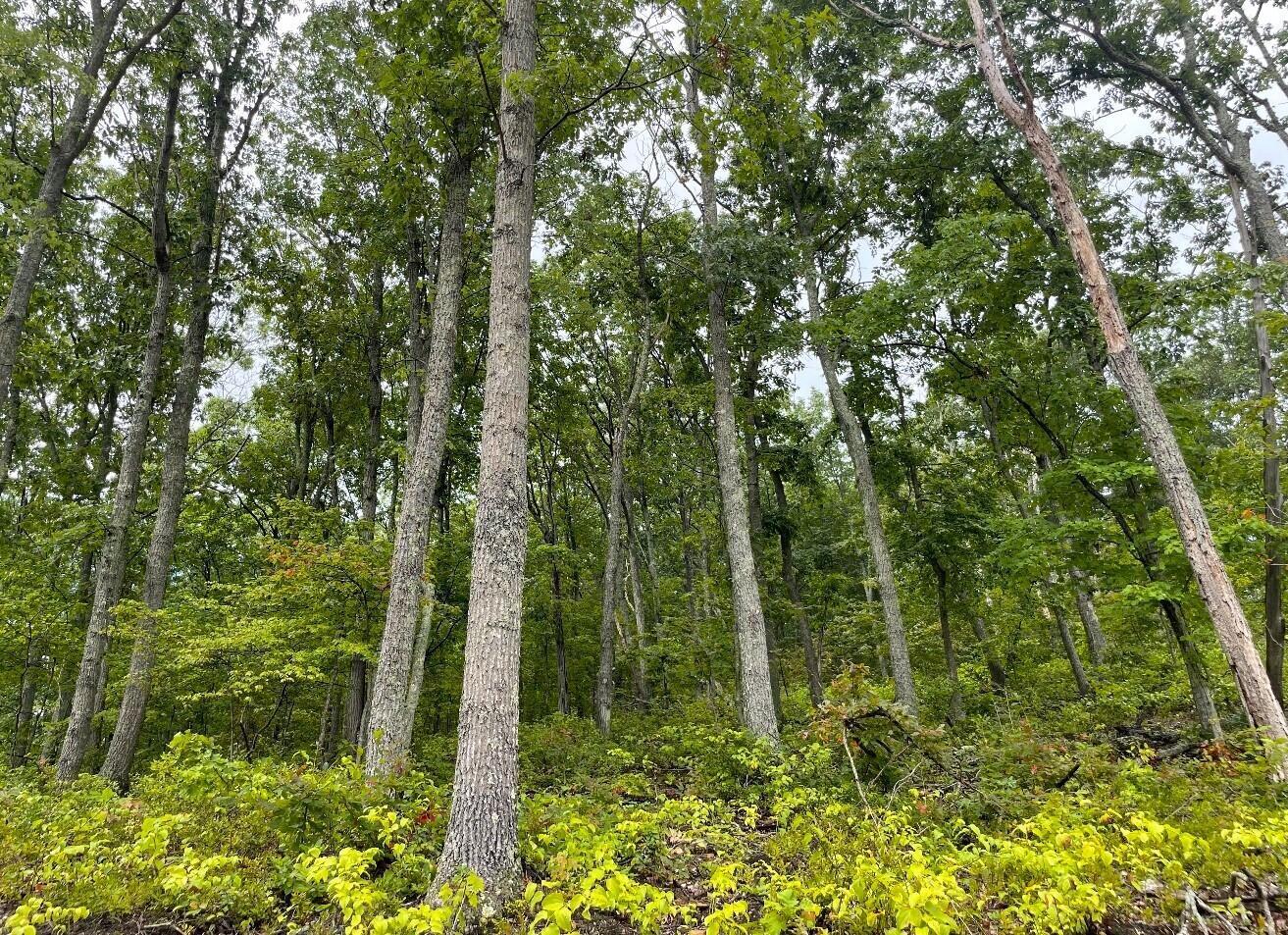 5762 Sr 781 #LOT 7, Peebles, Ohio image 17