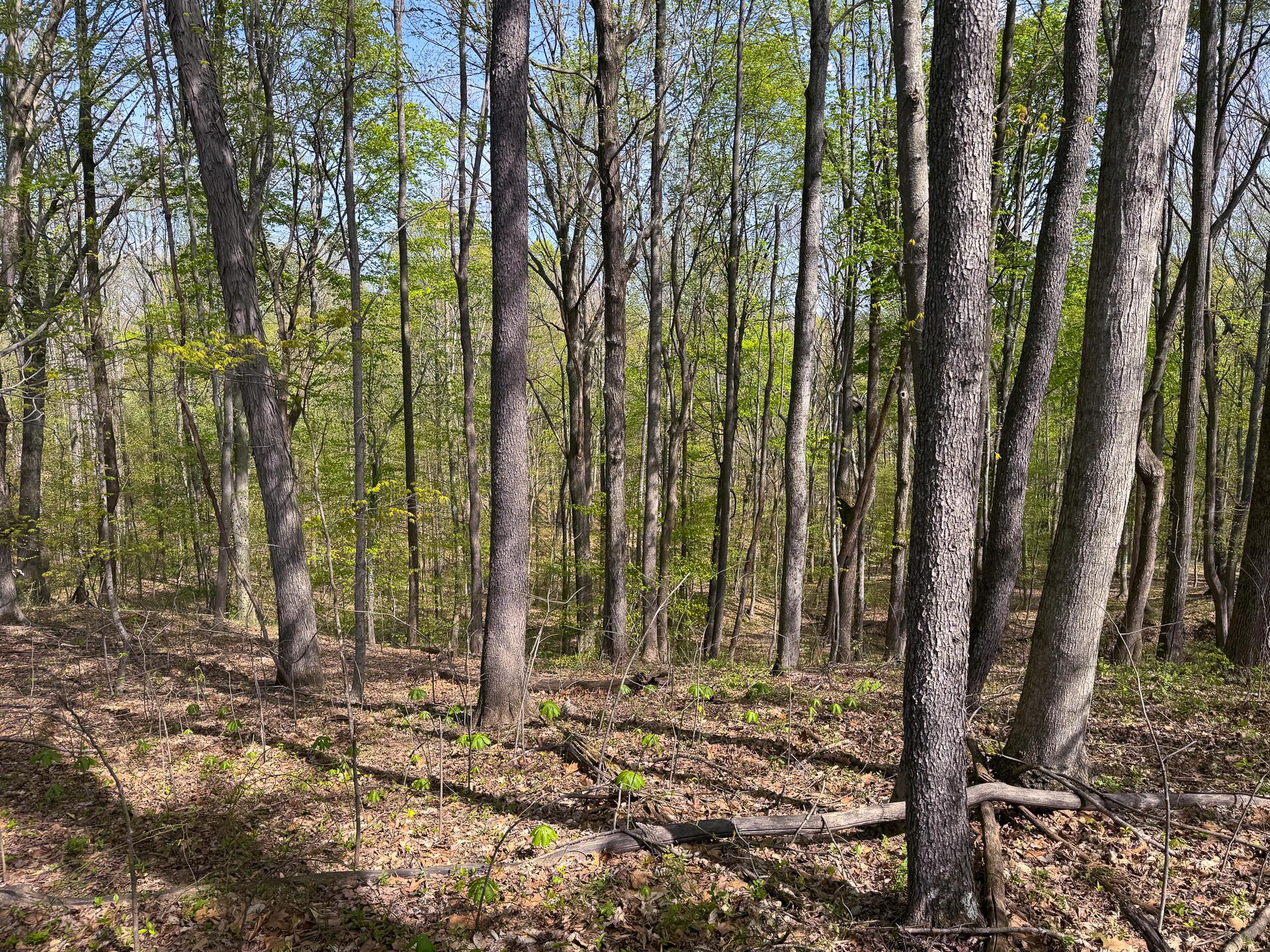 41447 Sr 684 #TRACT 13 ALBANY WOODS, Albany, Ohio image 26