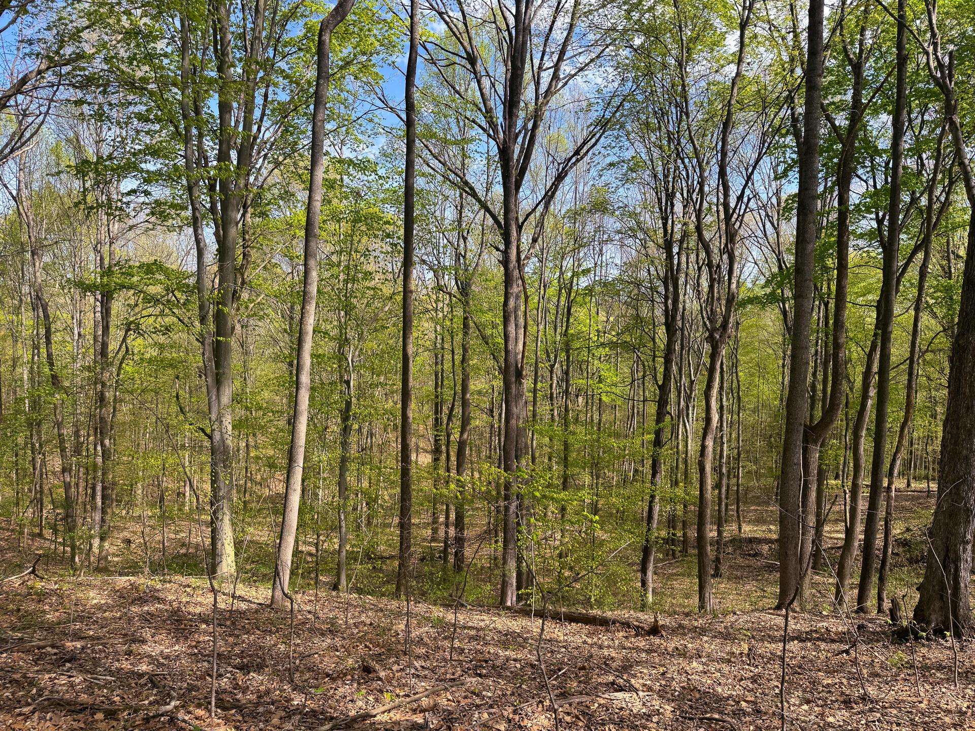 41447 Sr 684 #TRACT 13 ALBANY WOODS, Albany, Ohio image 5