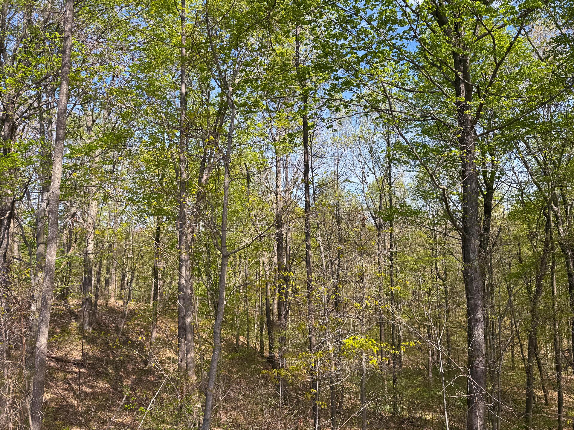 41447 Sr 684 #TRACT 13 ALBANY WOODS, Albany, Ohio image 31