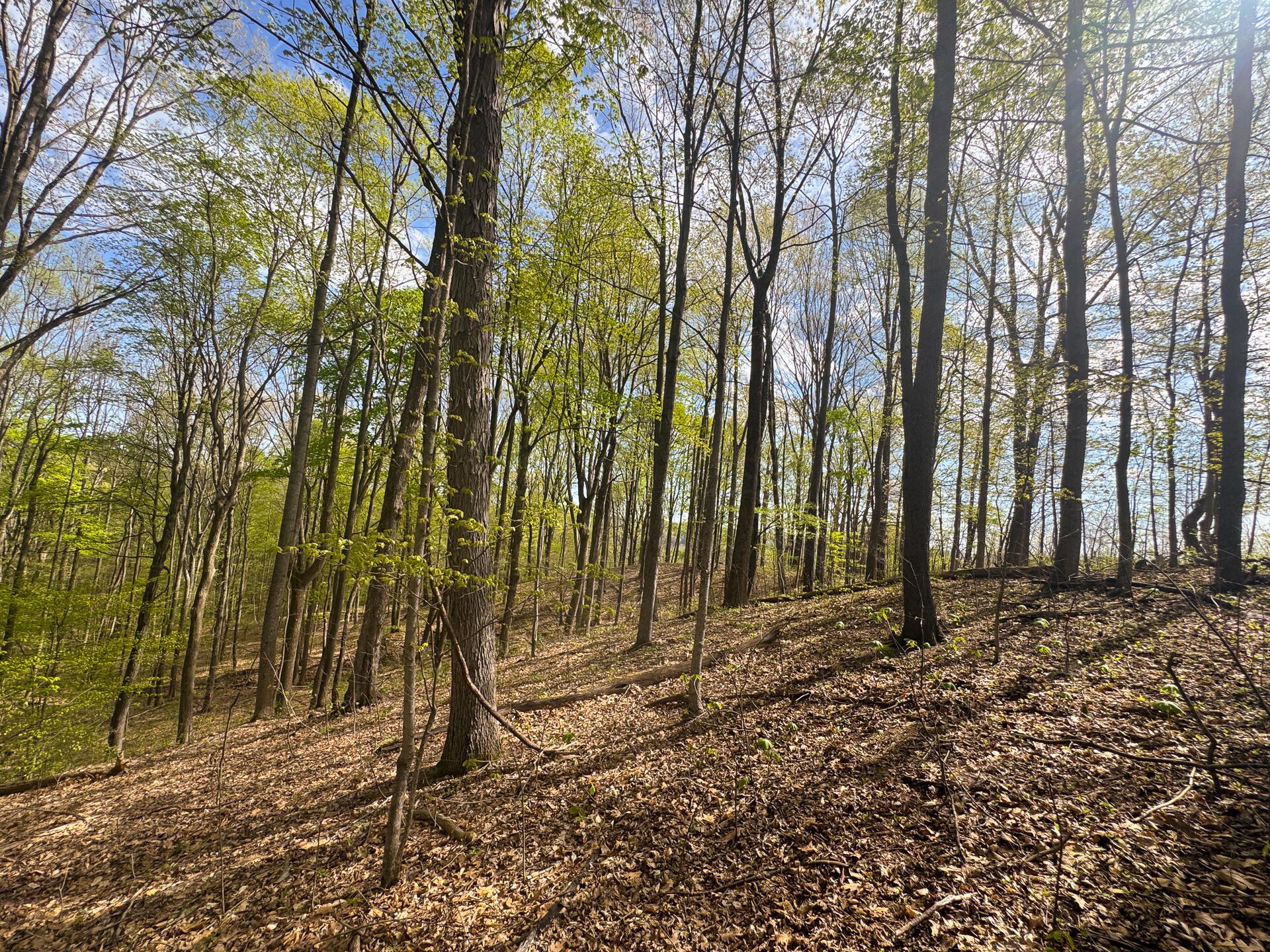 41447 Sr 684 #TRACT 13 ALBANY WOODS, Albany, Ohio image 3