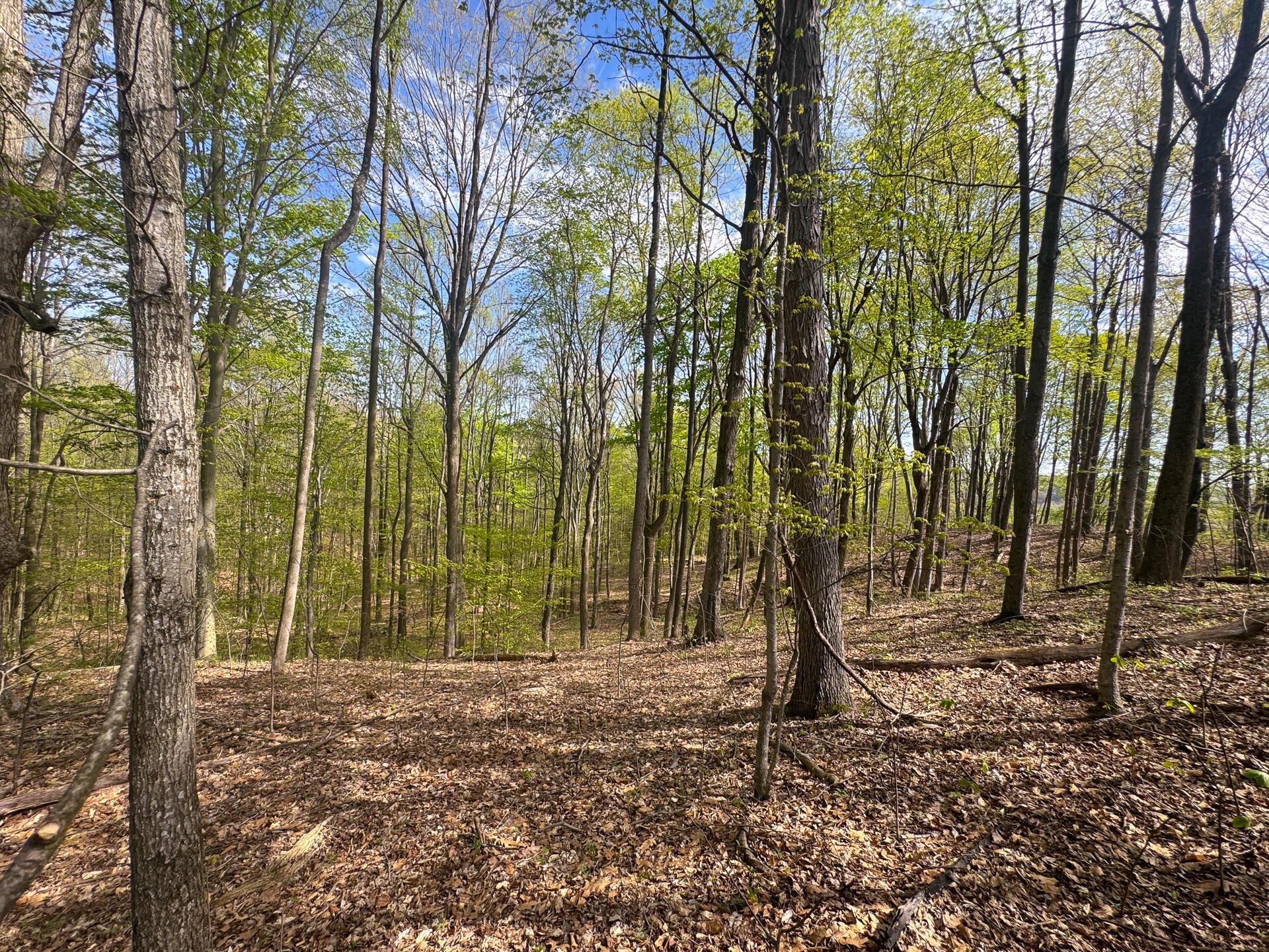 41447 Sr 684 #TRACT 13 ALBANY WOODS, Albany, Ohio image 4
