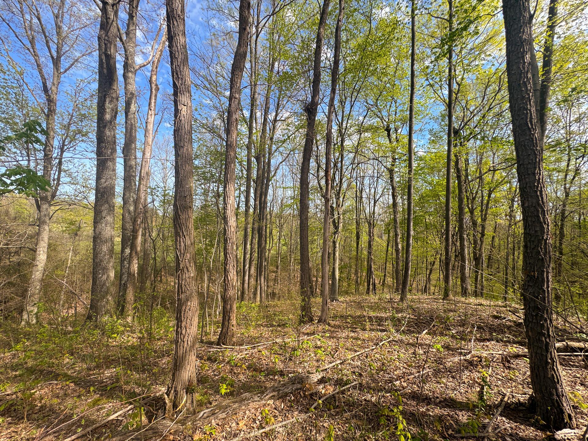 41447 Sr 684 #TRACT 13 ALBANY WOODS, Albany, Ohio image 30