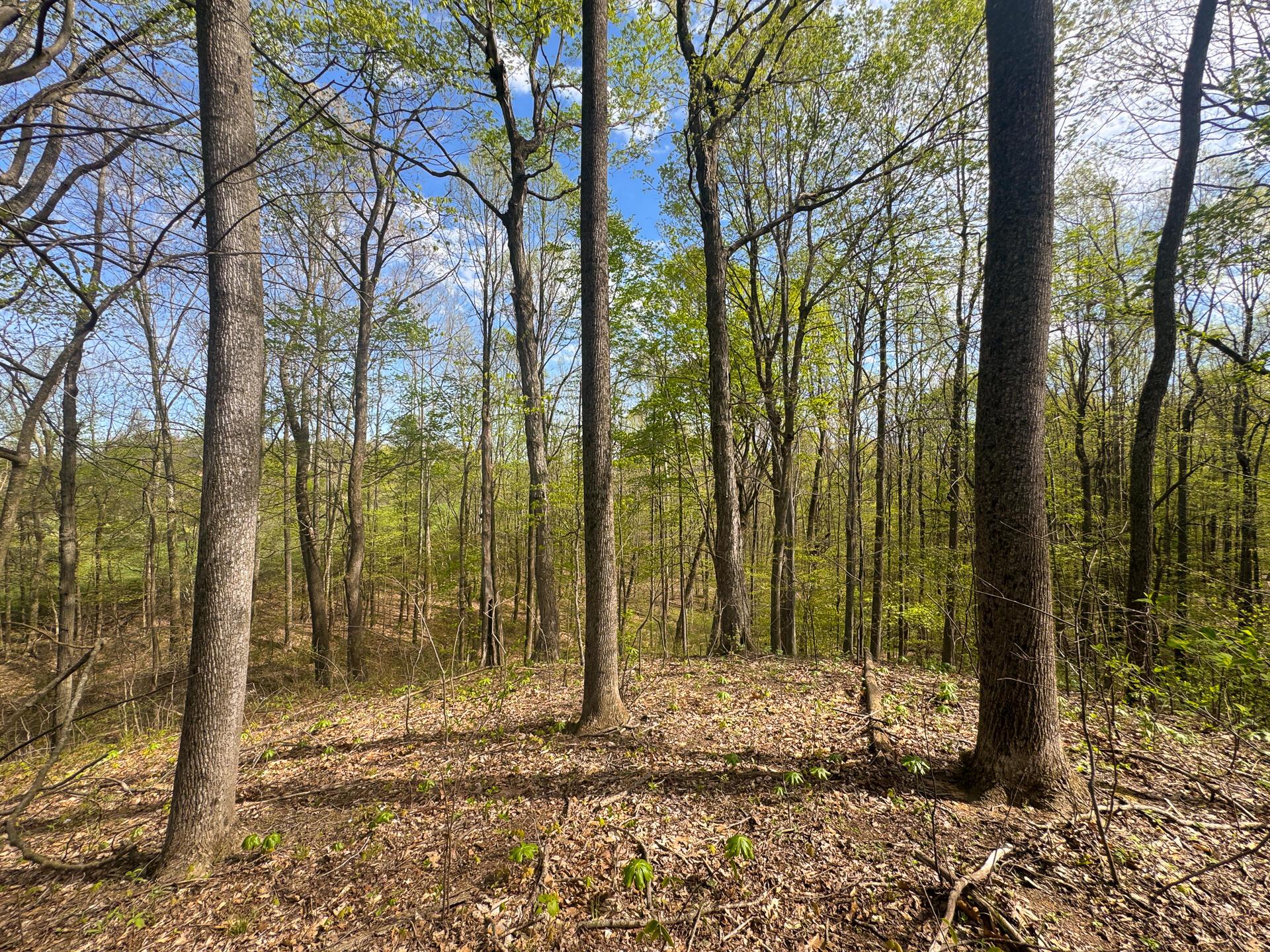 41447 Sr 684 #TRACT 13 ALBANY WOODS, Albany, Ohio image 8