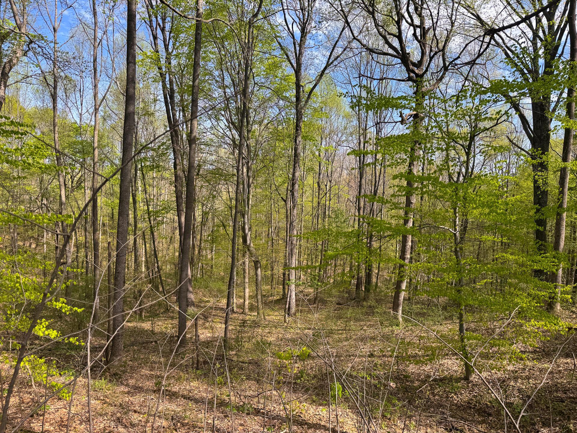 41447 Sr 684 #TRACT 13 ALBANY WOODS, Albany, Ohio image 27