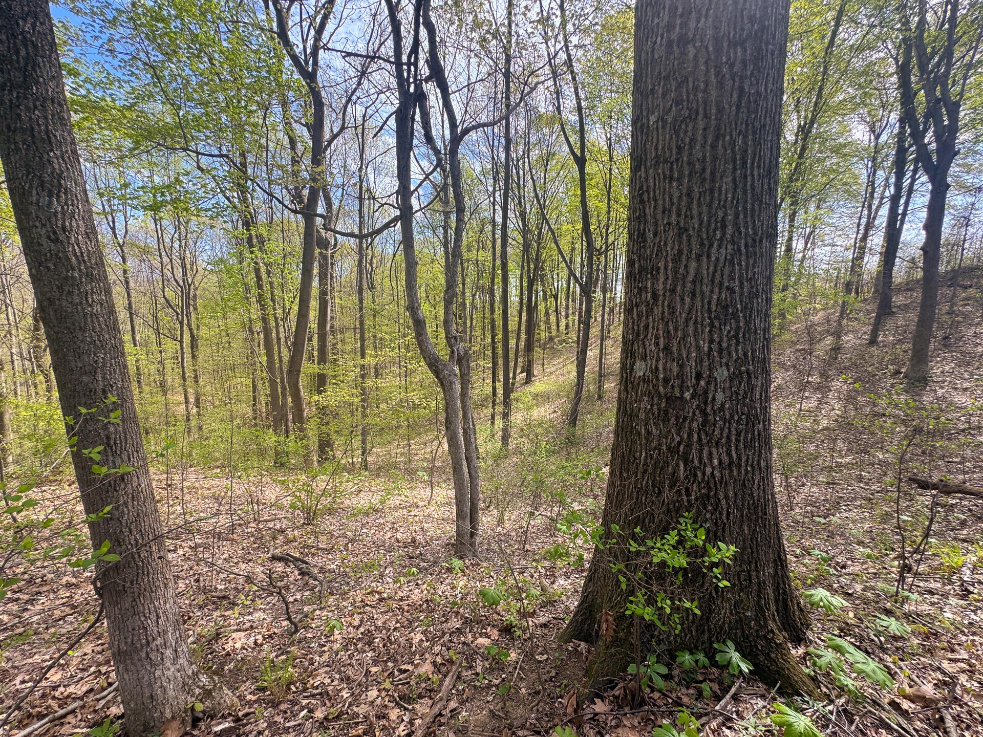 41447 Sr 684 #TRACT 13 ALBANY WOODS, Albany, Ohio image 9
