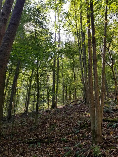 Photo of 0 Beech Fork Road, Peebles, OH 45660 (MLS # 225044315)