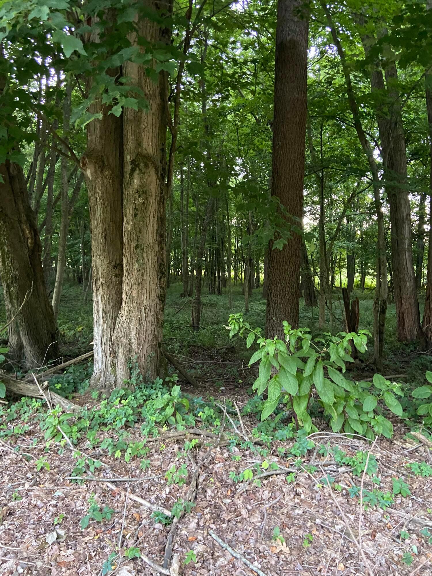 Dog Hollow Road #LOT 5, Saint Louisville, Ohio image 22