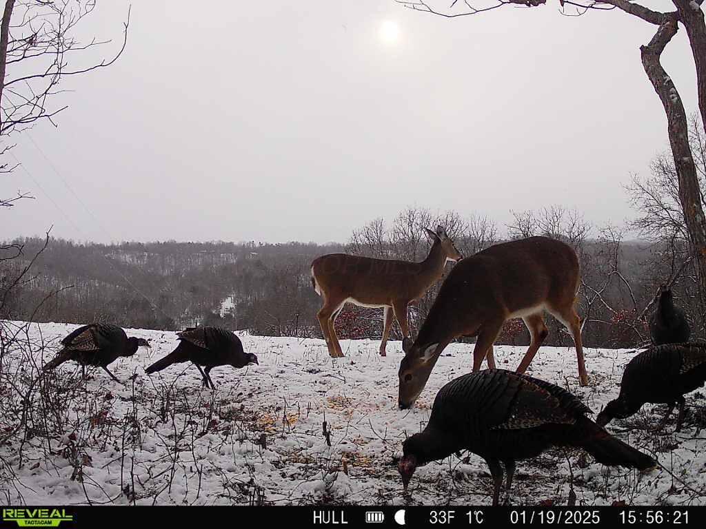 1529 Hull Road #TRACT 7 WOODS WAYNE FORE, Patriot, Ohio image 7