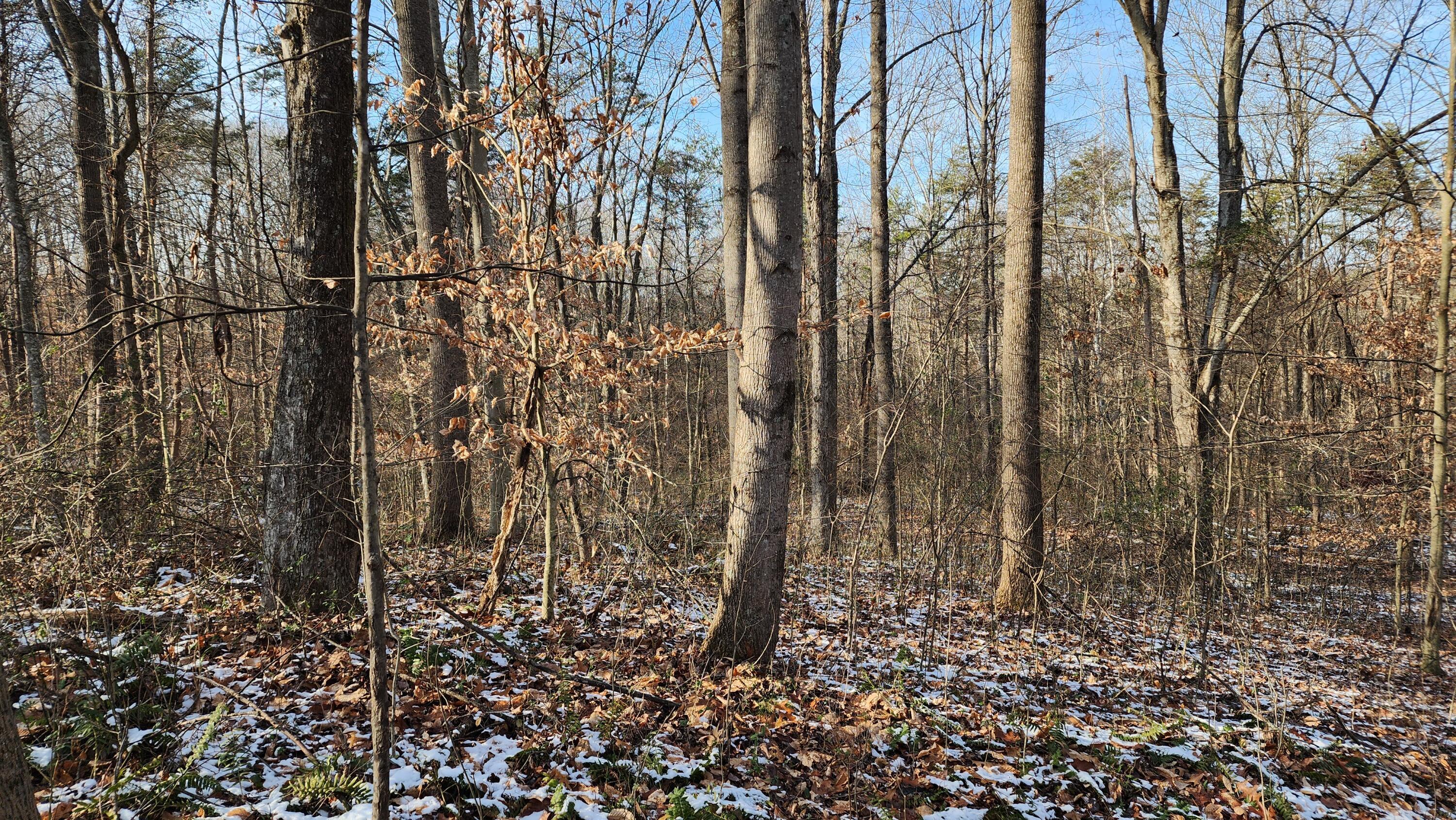 Red Hill Road #7 ACRES AT BIG TIMBER, Langsville, Ohio image 14