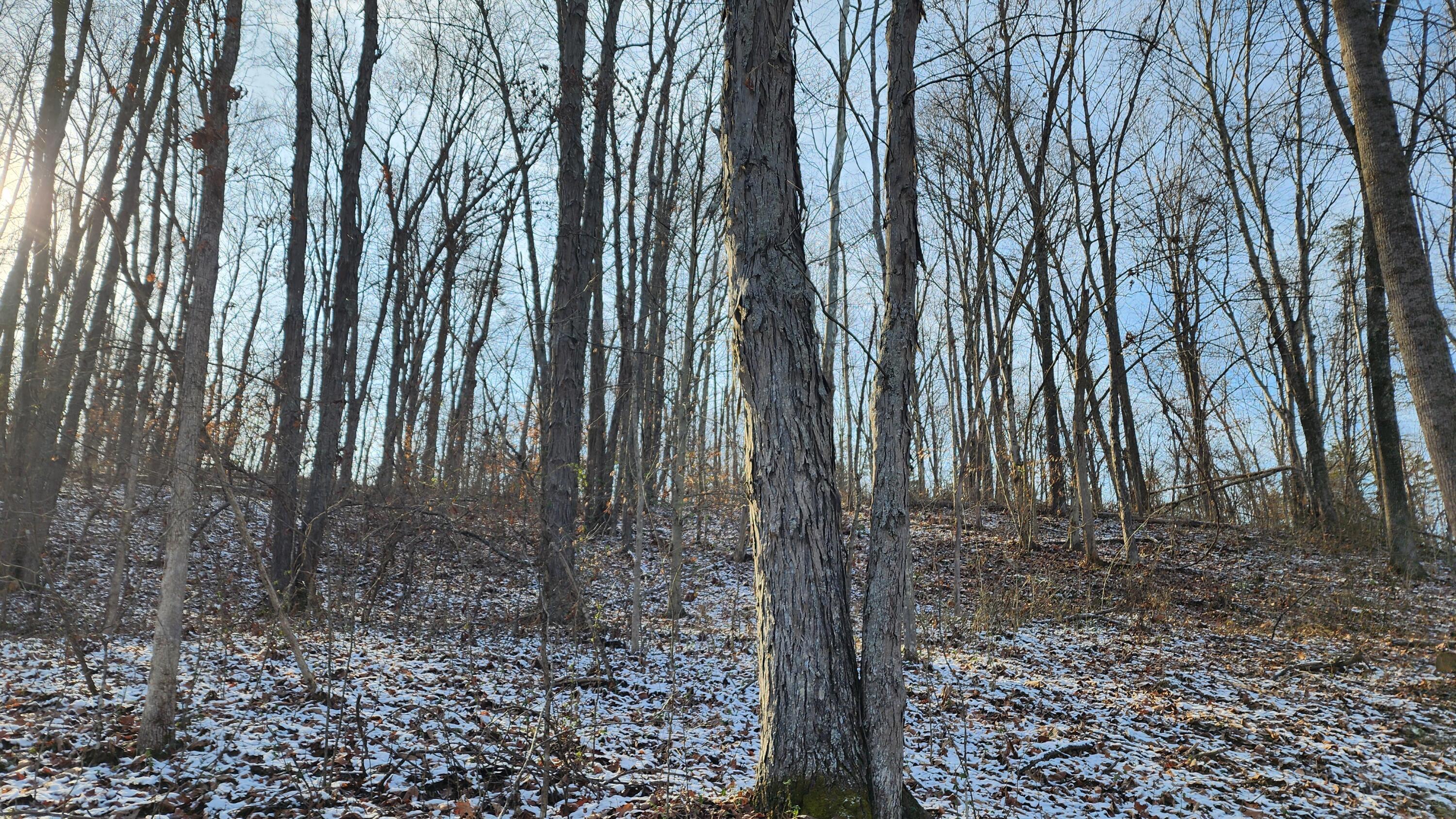 Red Hill Road #7 ACRES AT BIG TIMBER, Langsville, Ohio image 2