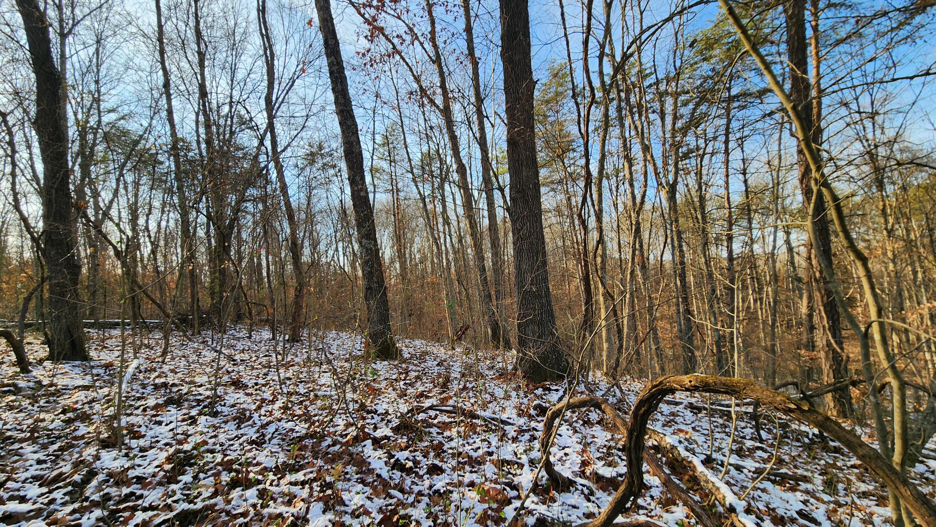 Red Hill Road #7 ACRES AT BIG TIMBER, Langsville, Ohio image 11