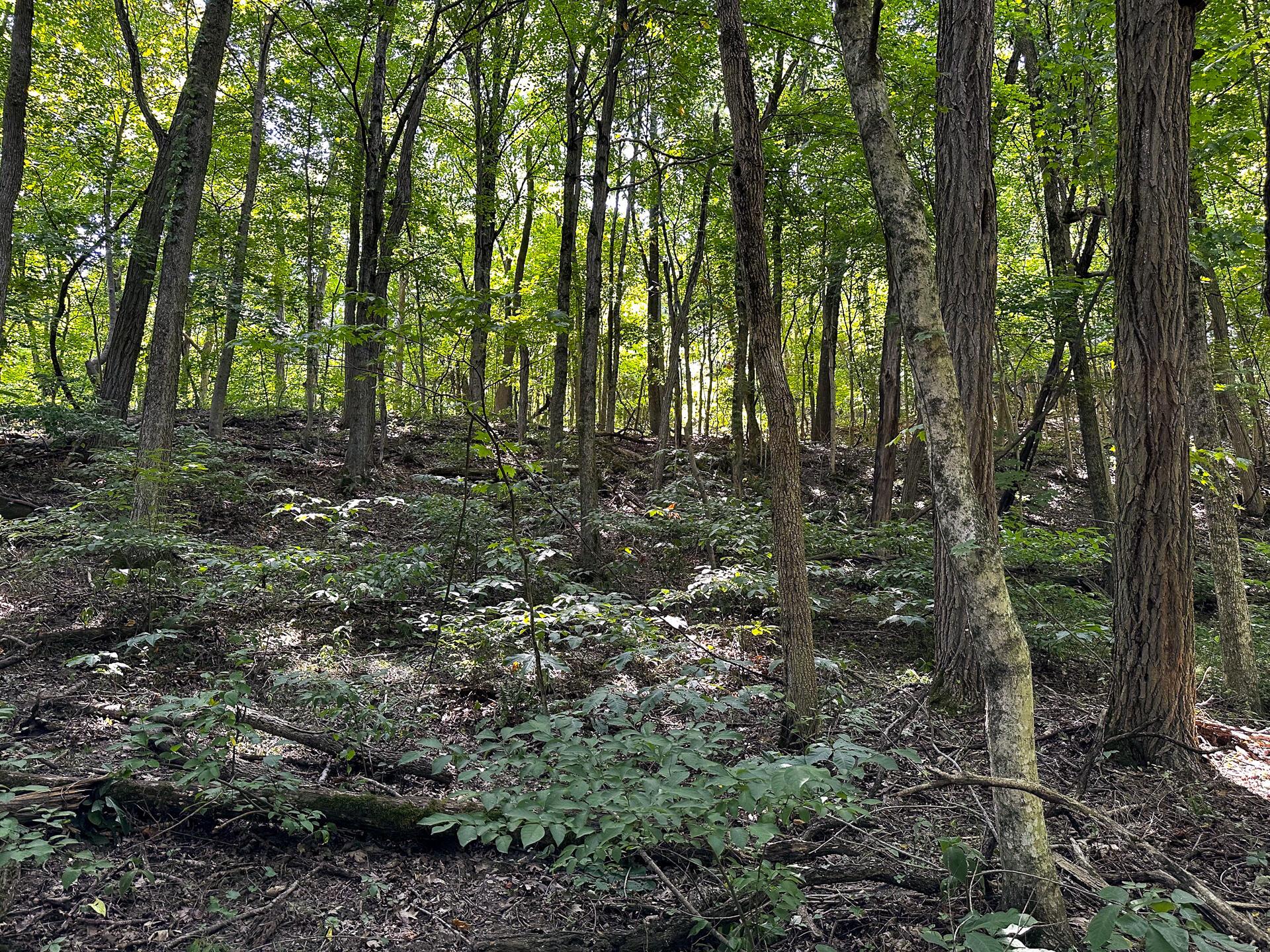32254 Titus Road #TRACT 2 AT TITUS, Langsville, Ohio image 43