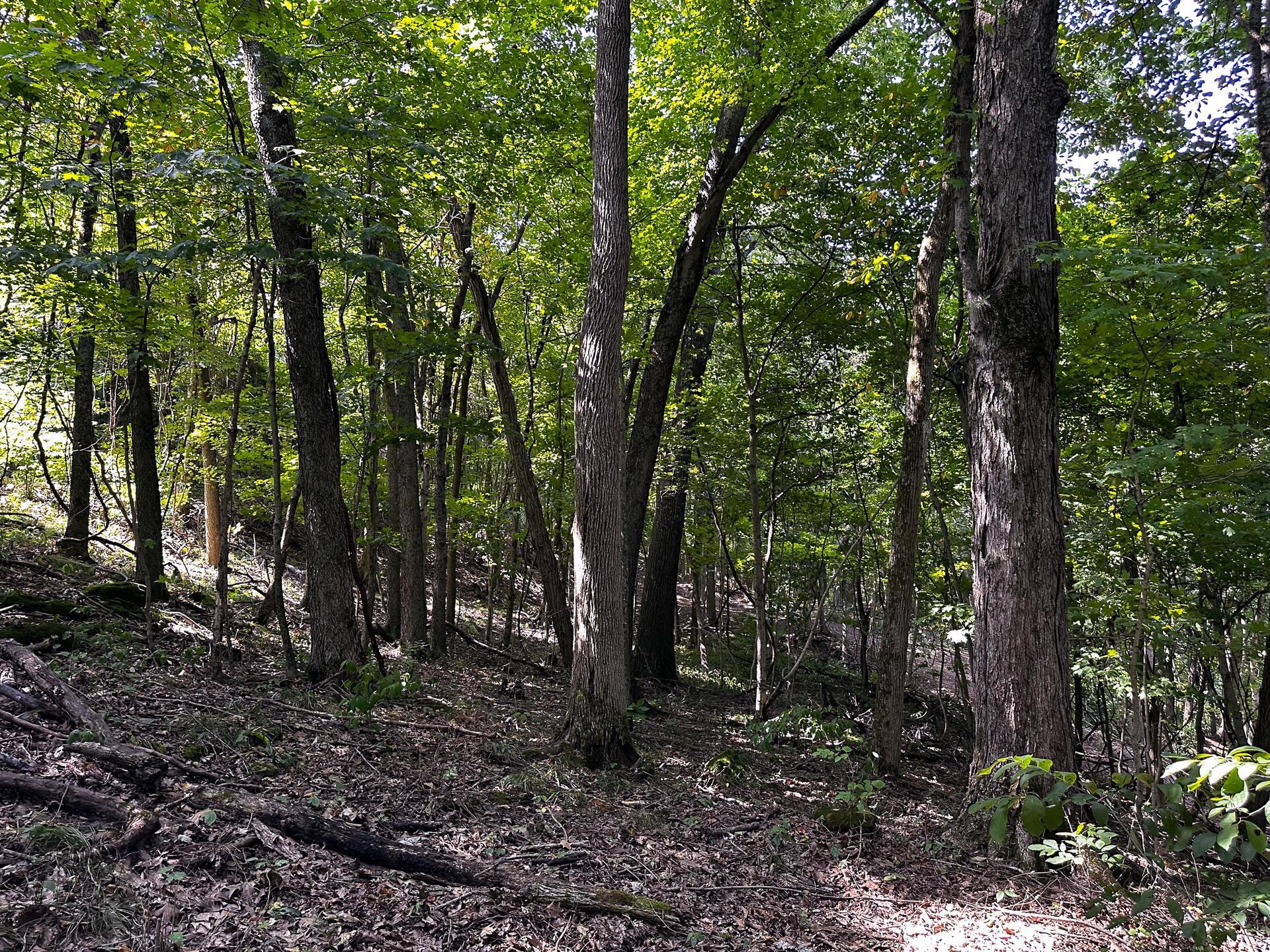 32254 Titus Road #TRACT 2 AT TITUS, Langsville, Ohio image 8