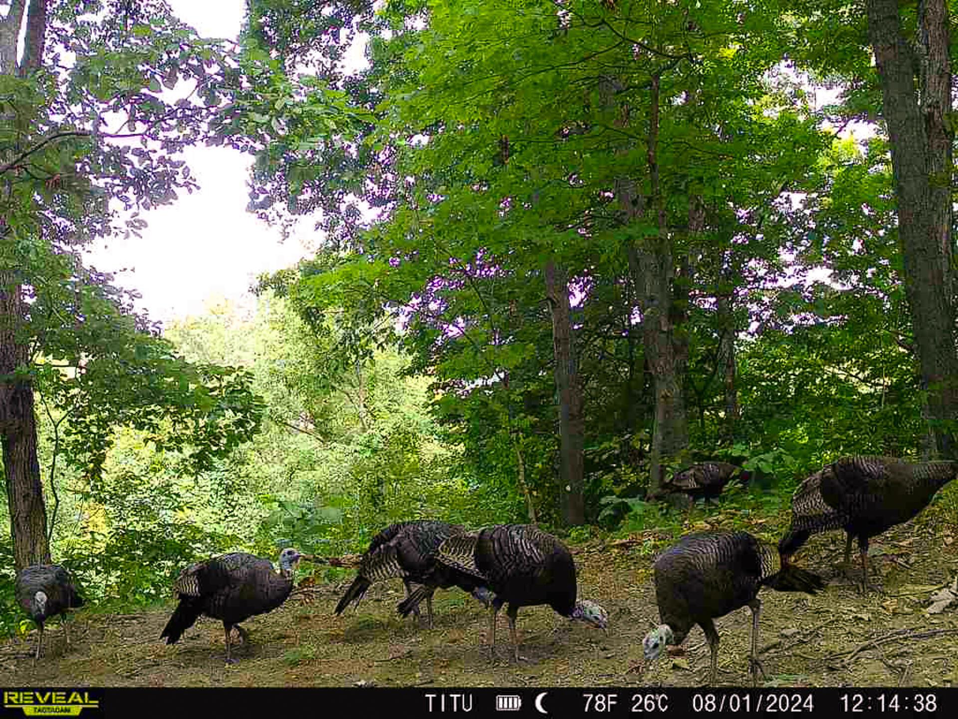 32254 Titus Road #TRACT 2 AT TITUS, Langsville, Ohio image 10