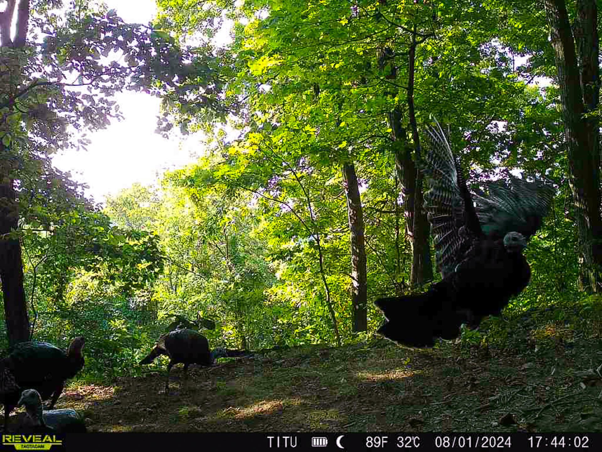 32254 Titus Road #TRACT 2 AT TITUS, Langsville, Ohio image 5