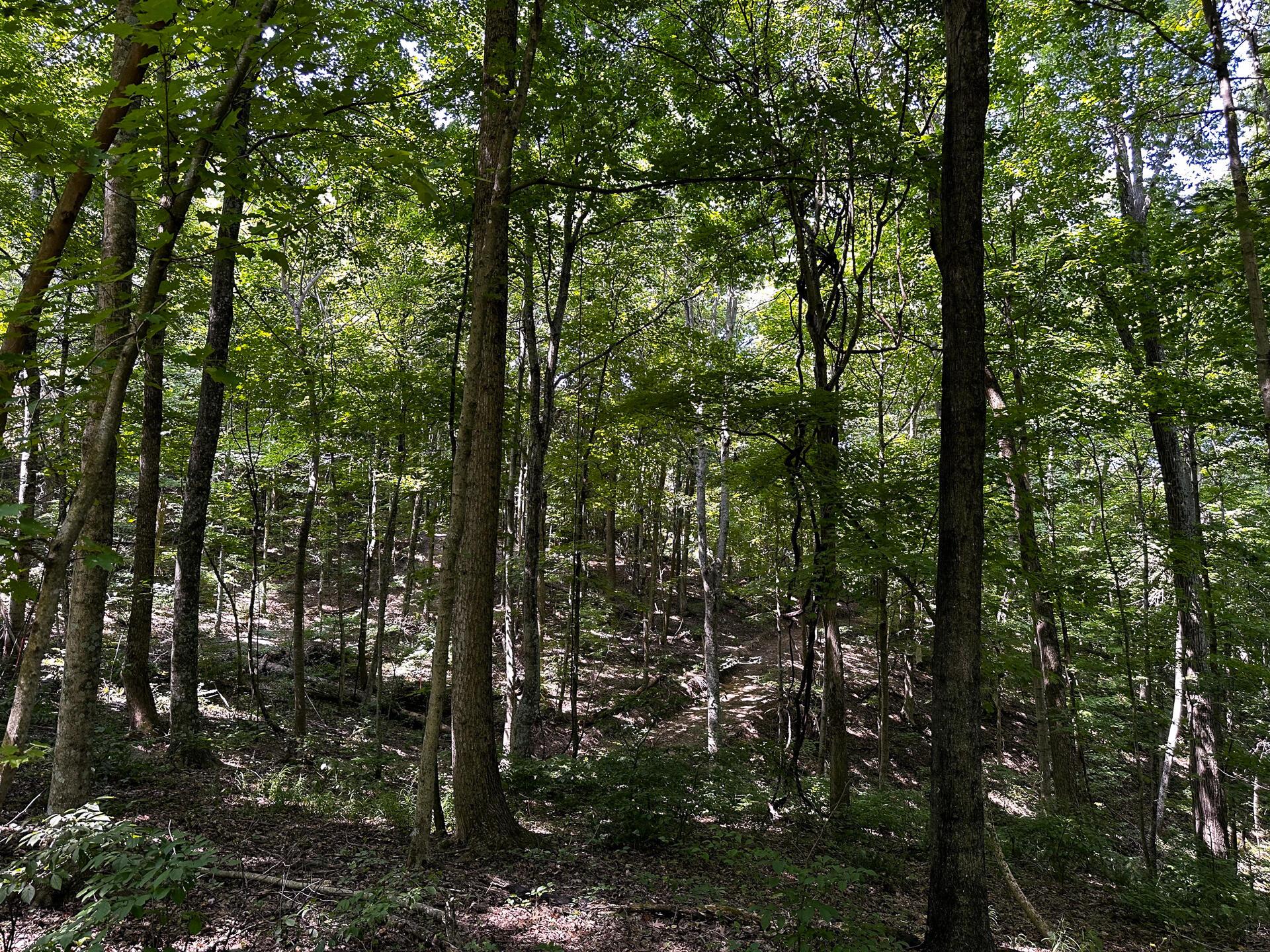 32254 Titus Road #TRACT 2 AT TITUS, Langsville, Ohio image 39