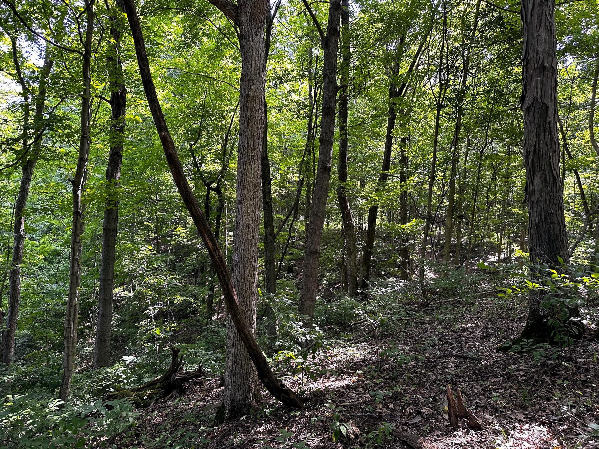 32254 Titus Road #TRACT 2 AT TITUS, Langsville, Ohio image 25