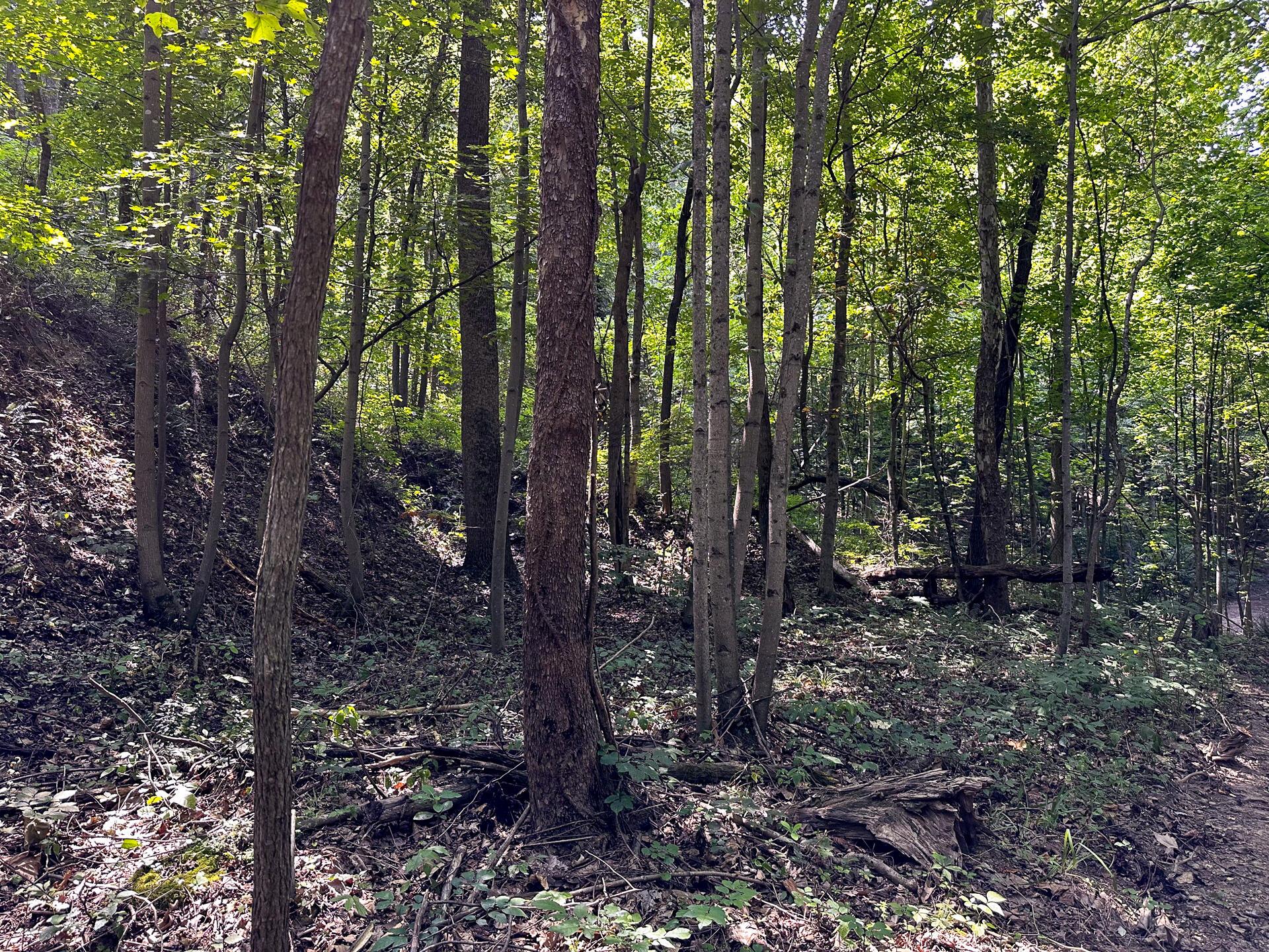 32254 Titus Road #TRACT 2 AT TITUS, Langsville, Ohio image 35