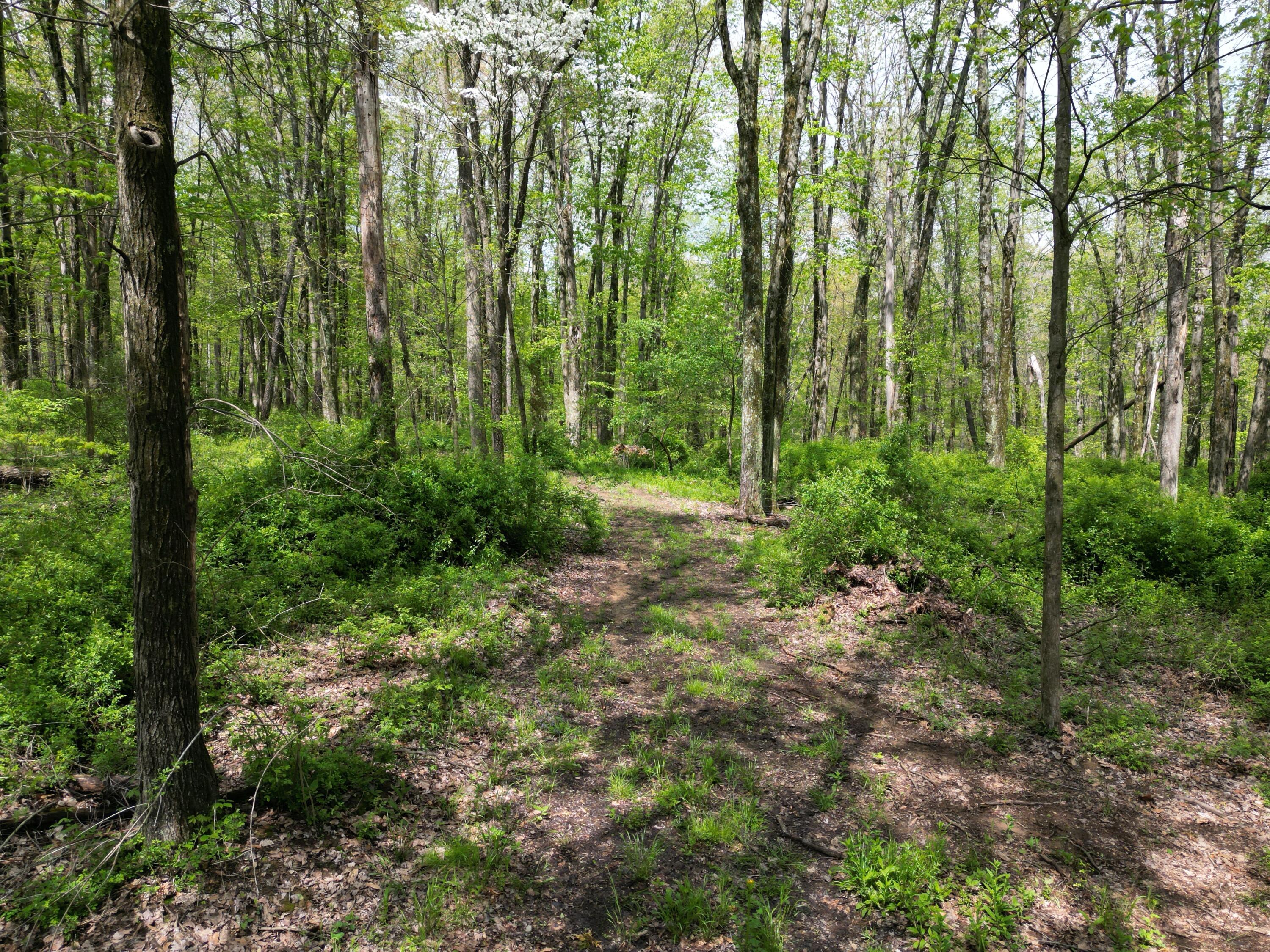 Austin Rd #1, Howard, Ohio image 7