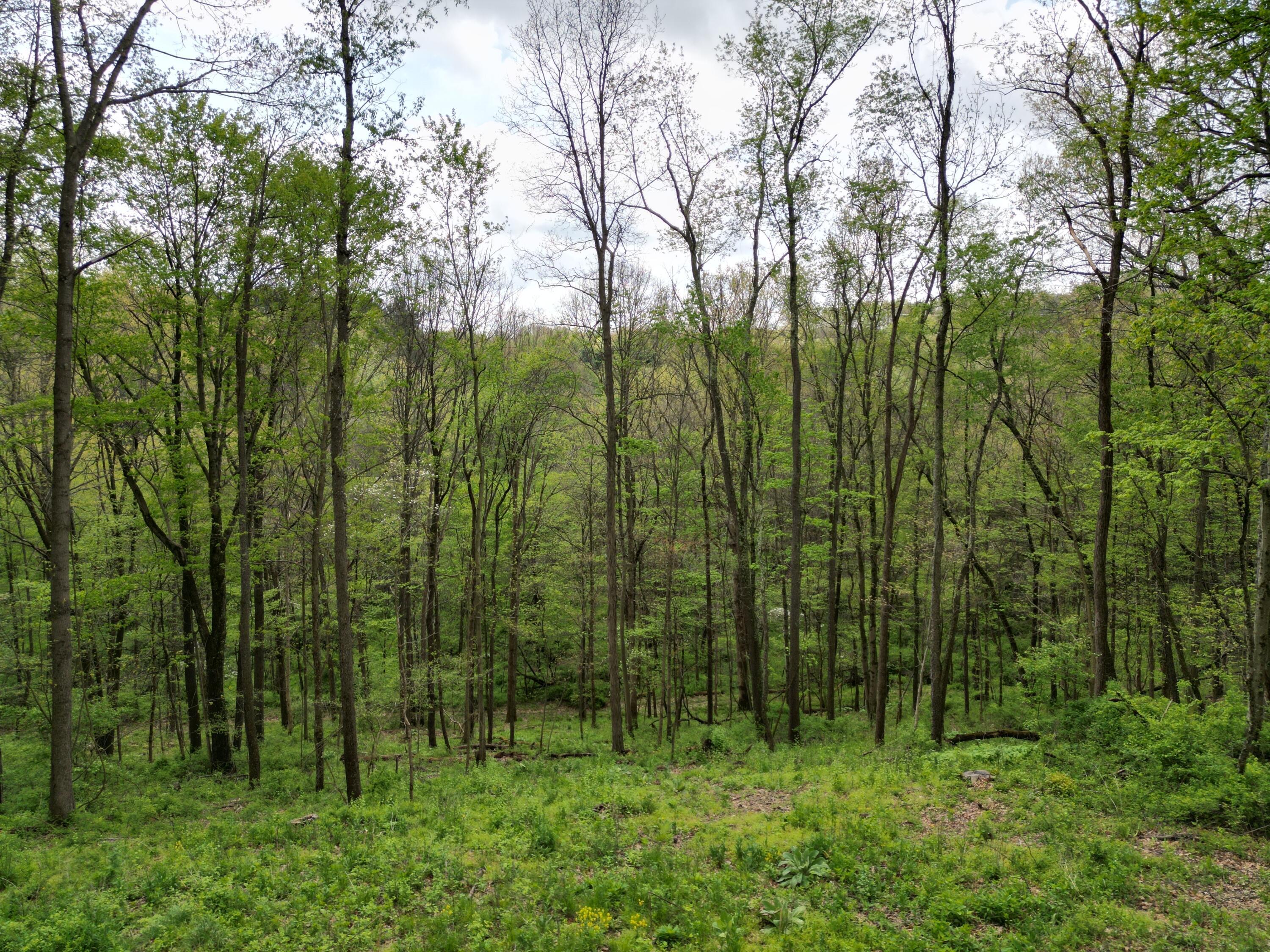 Austin Rd #1, Howard, Ohio image 3