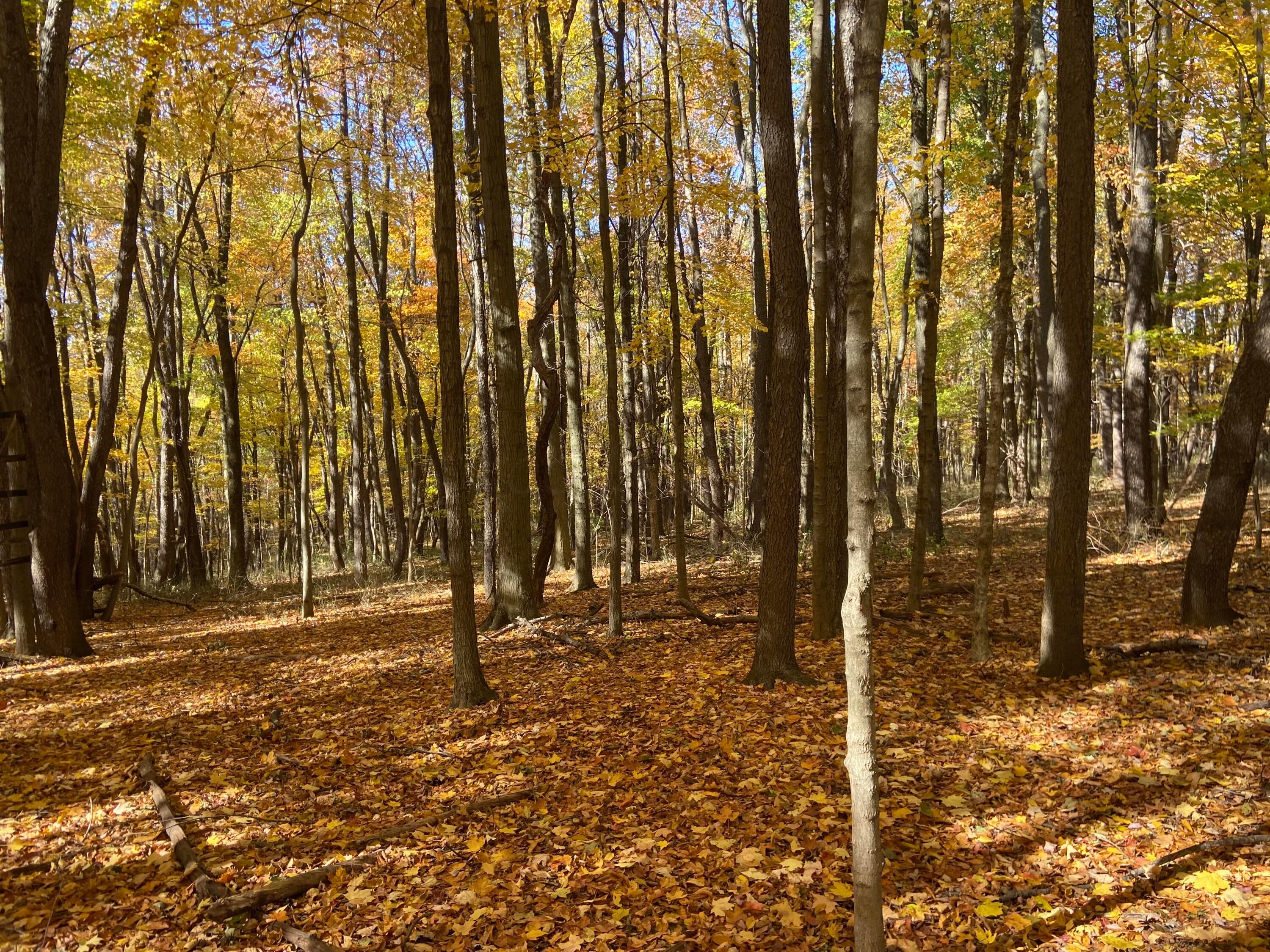 Martinsburg Road #LOT 2, Saint Louisville, Ohio image 20