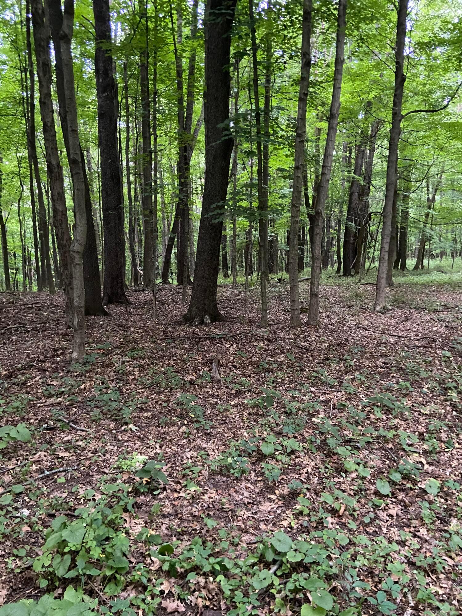 Martinsburg Road #LOT 2, Saint Louisville, Ohio image 13