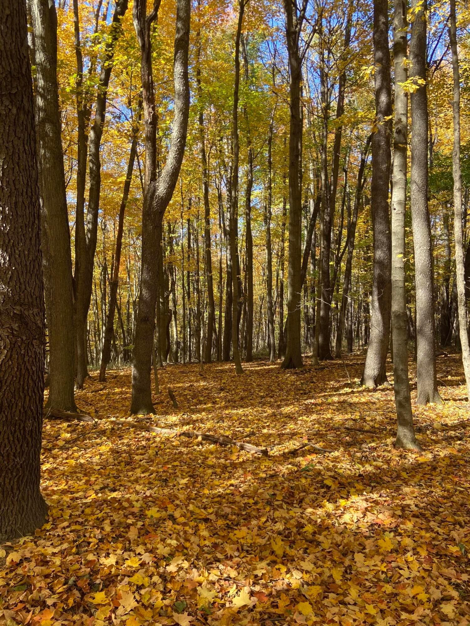 Martinsburg Road #LOT 2, Saint Louisville, Ohio image 23
