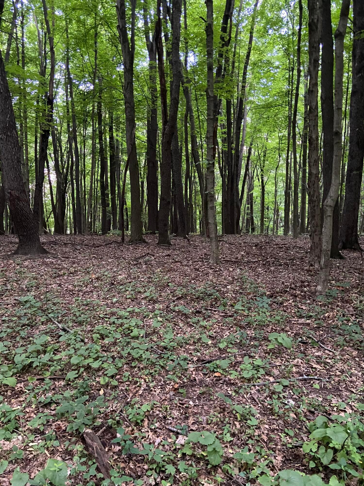 Martinsburg Road #LOT 2, Saint Louisville, Ohio image 12