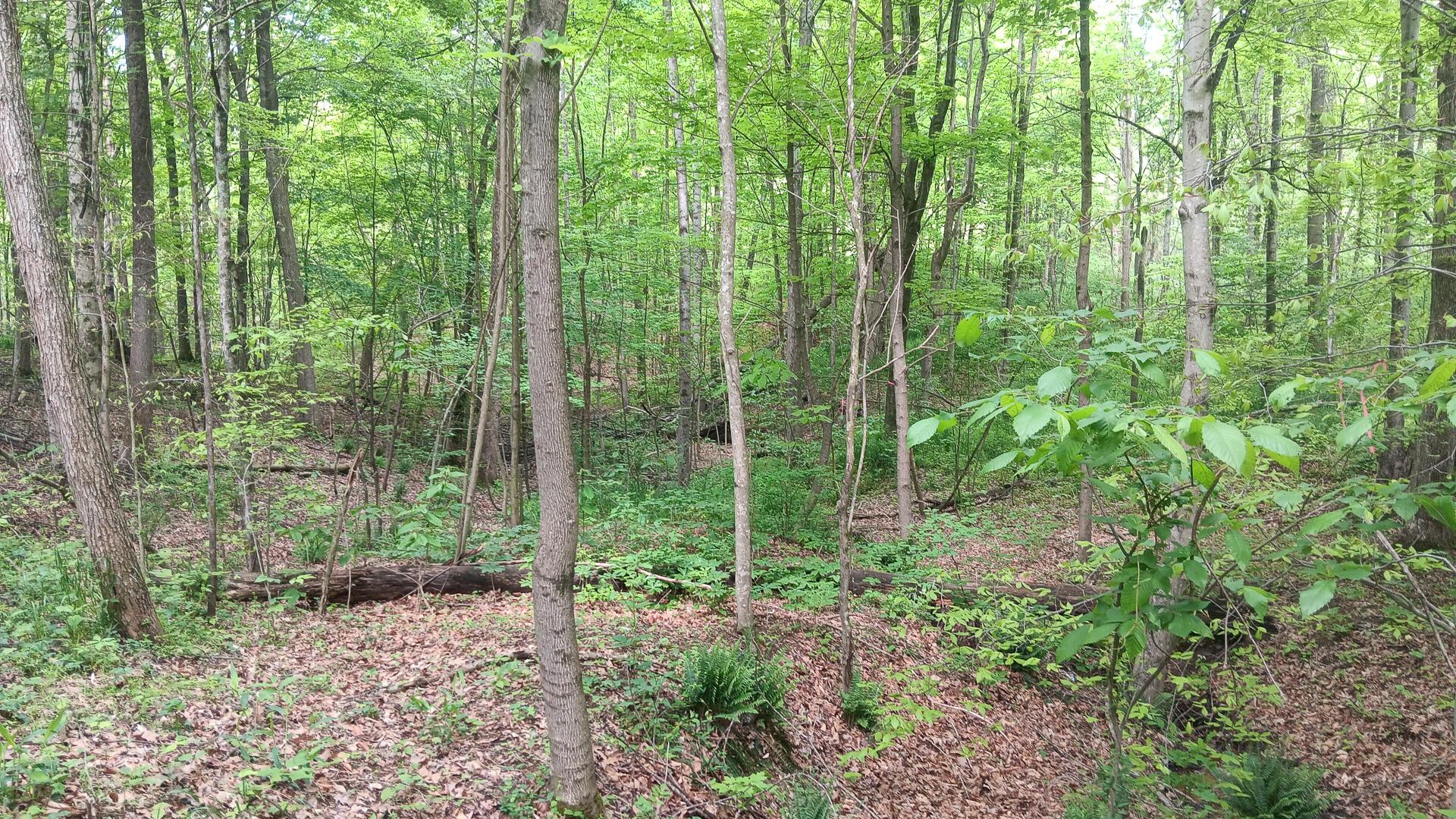 0 Sand Ridge Road (Albany Hideaway Tract 1)