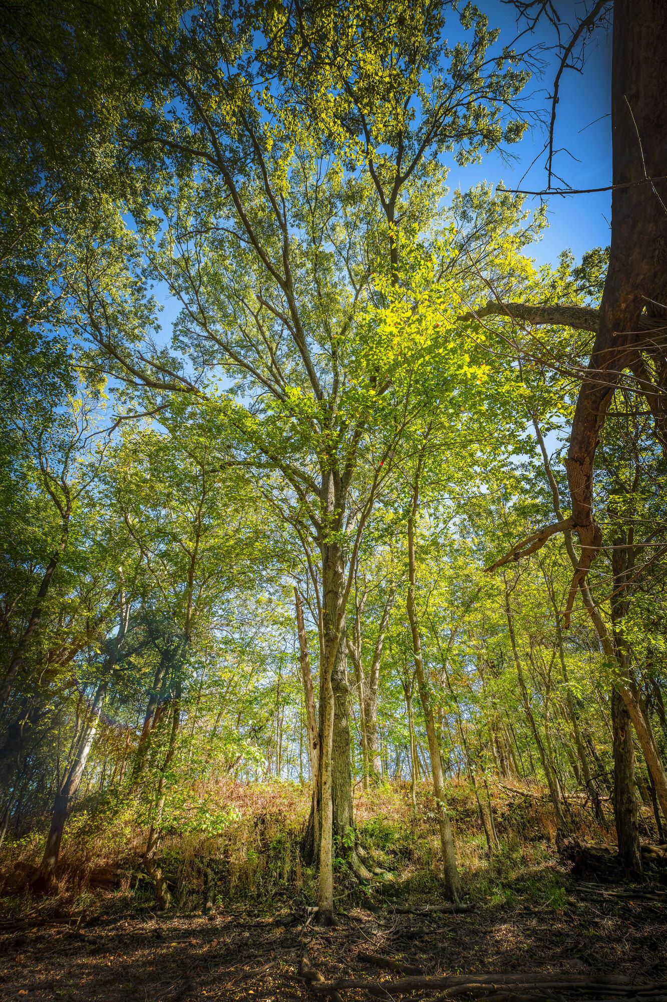 Mink Street Road, Marysville, Ohio image 16