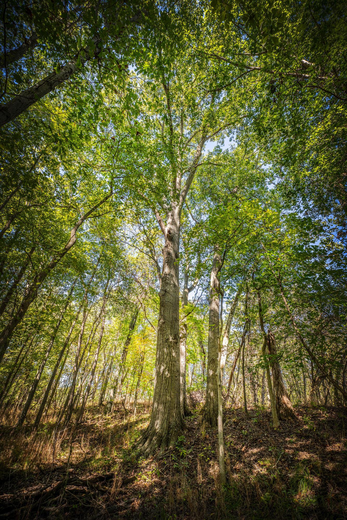 Mink Street Road, Marysville, Ohio image 15