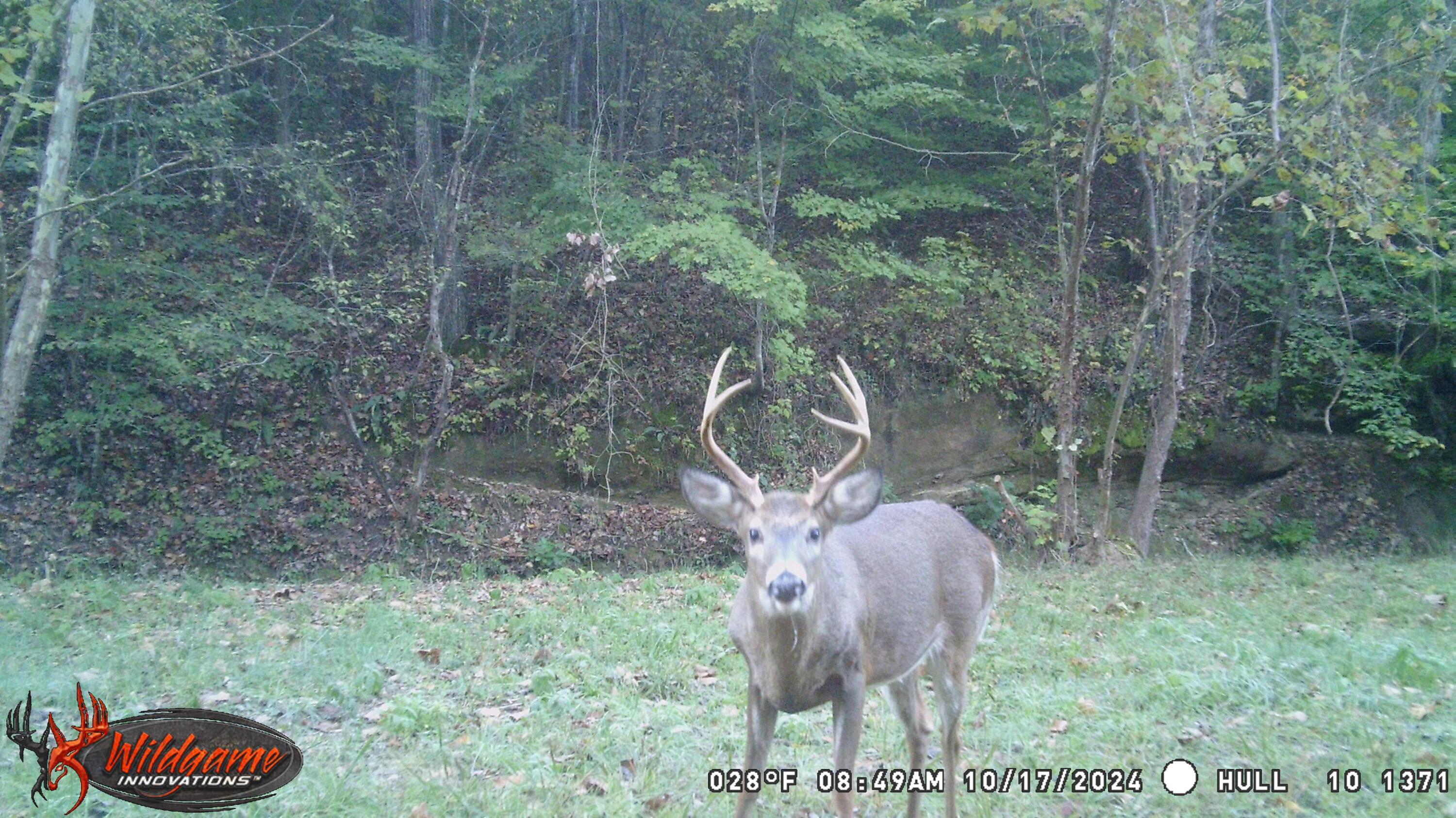 925 Hull Road #SKYLINE CABIN WOODS WAYN, Patriot, Ohio image 3