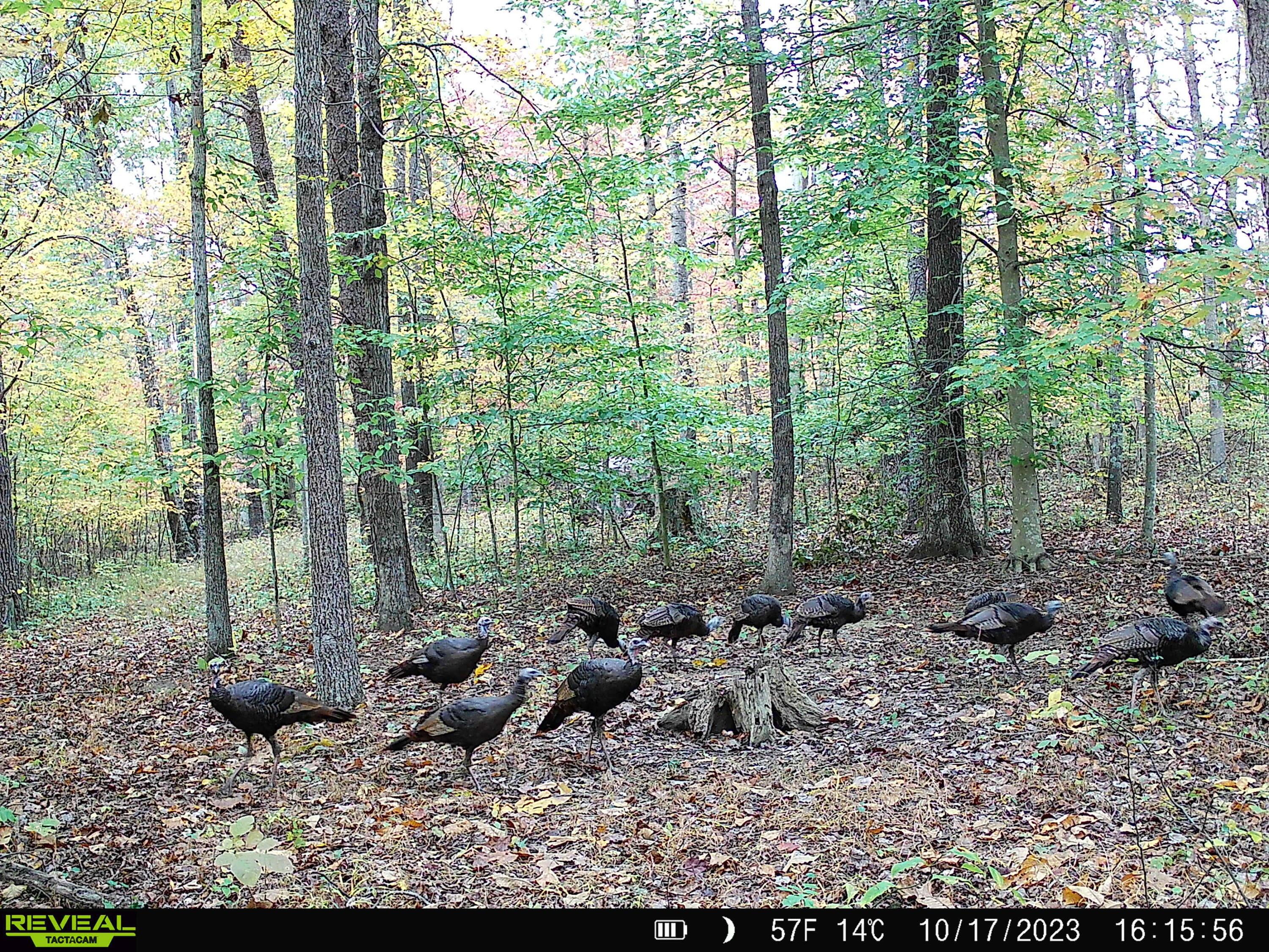 925 Hull Road #SKYLINE CABIN WOODS WAYN, Patriot, Ohio image 7