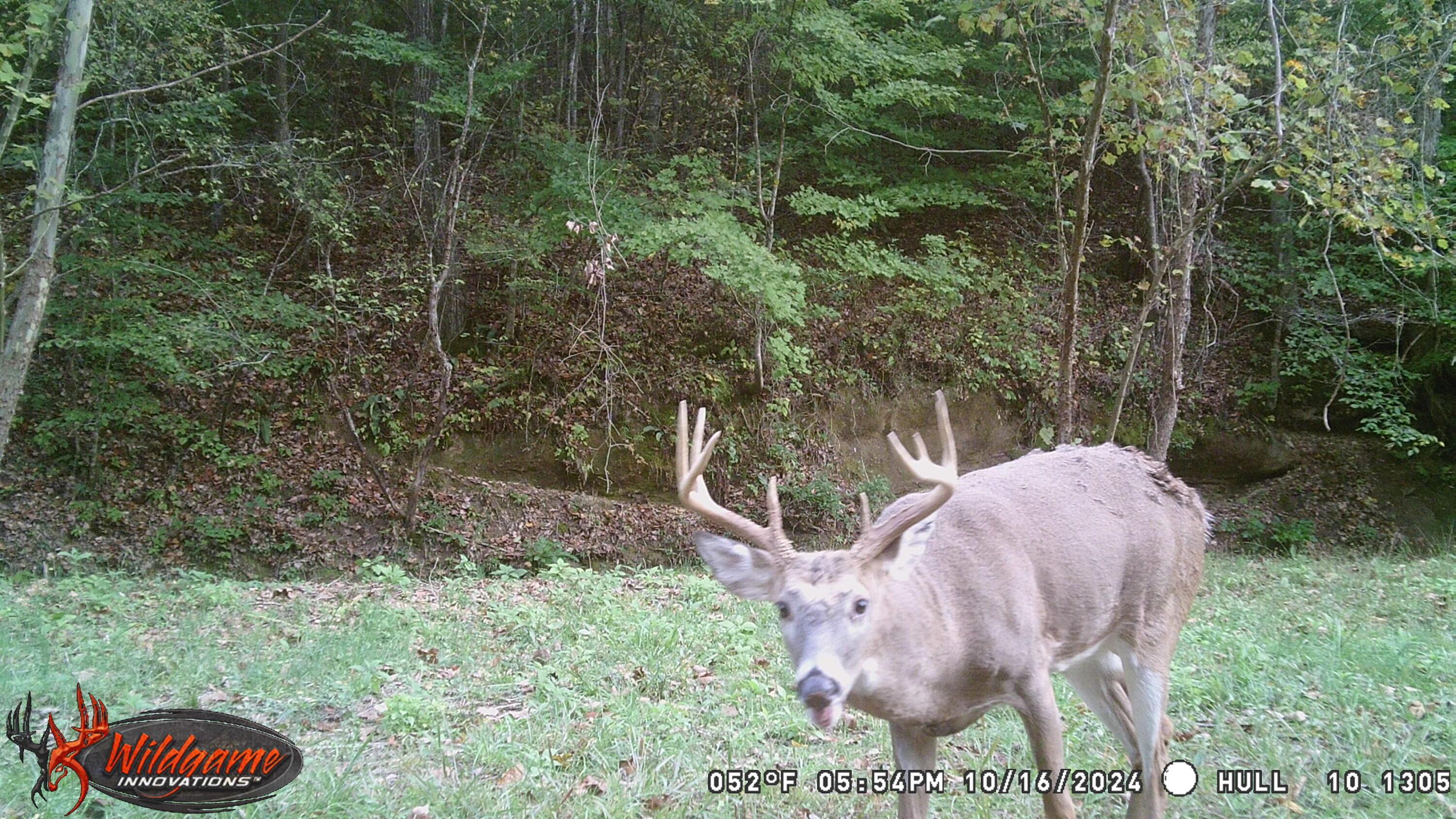 925 Hull Road #SKYLINE CABIN WOODS WAYN, Patriot, Ohio image 4